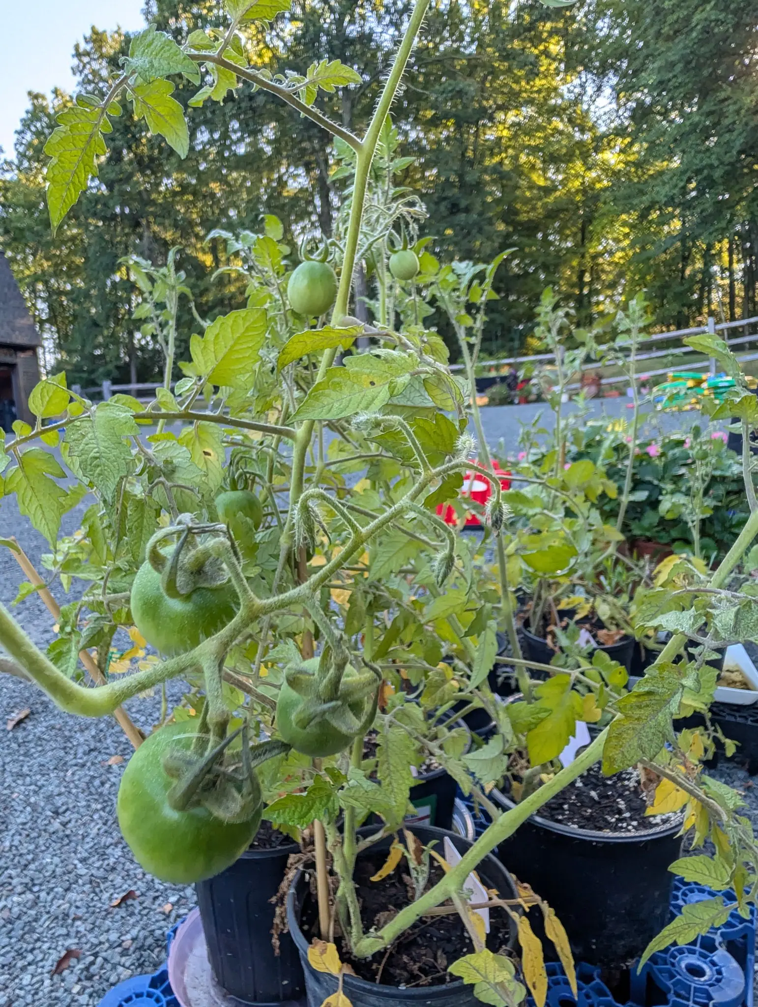 Tomatoes, 26 August 2026