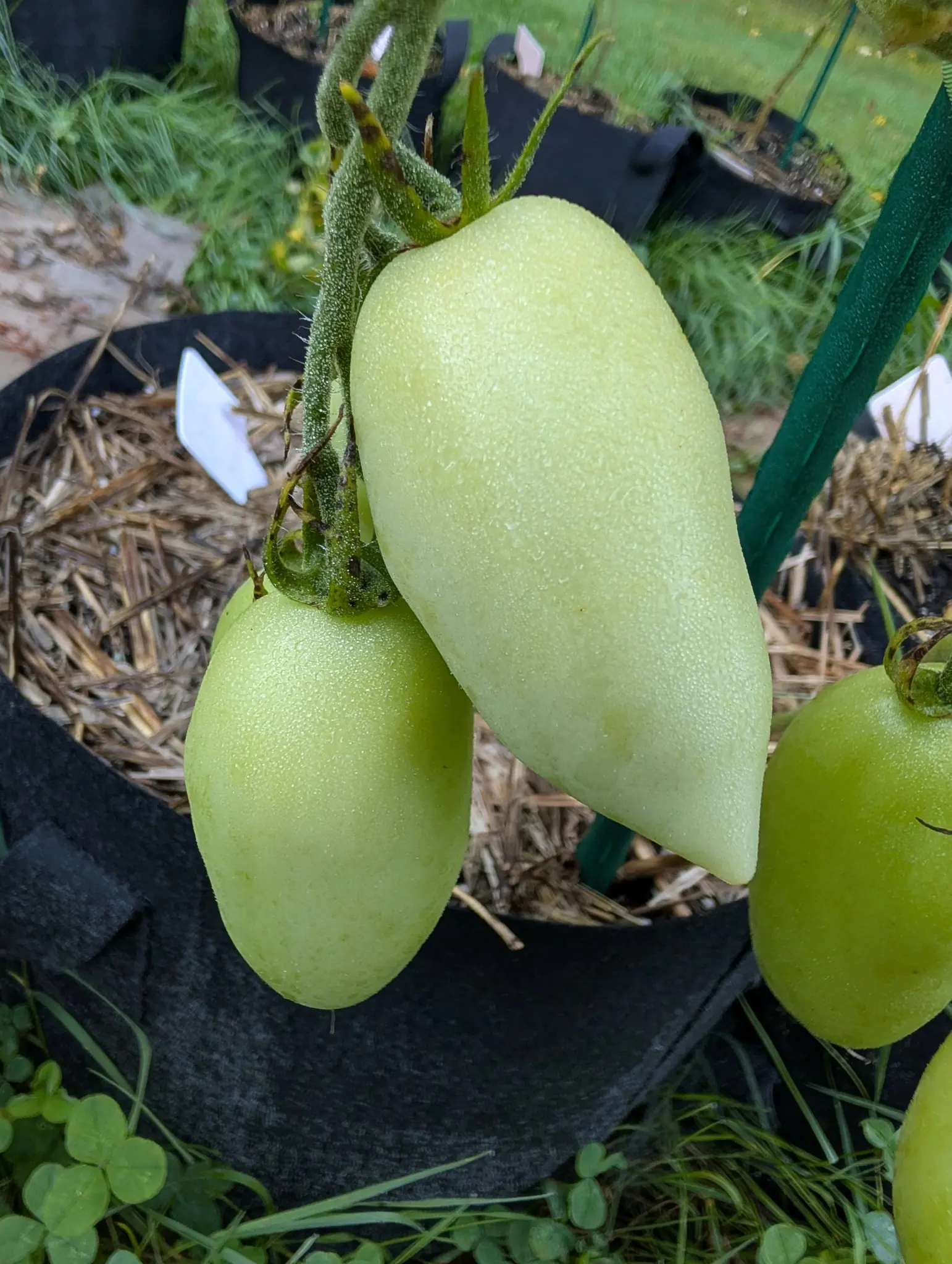 Tomatoes, 26 August 2026