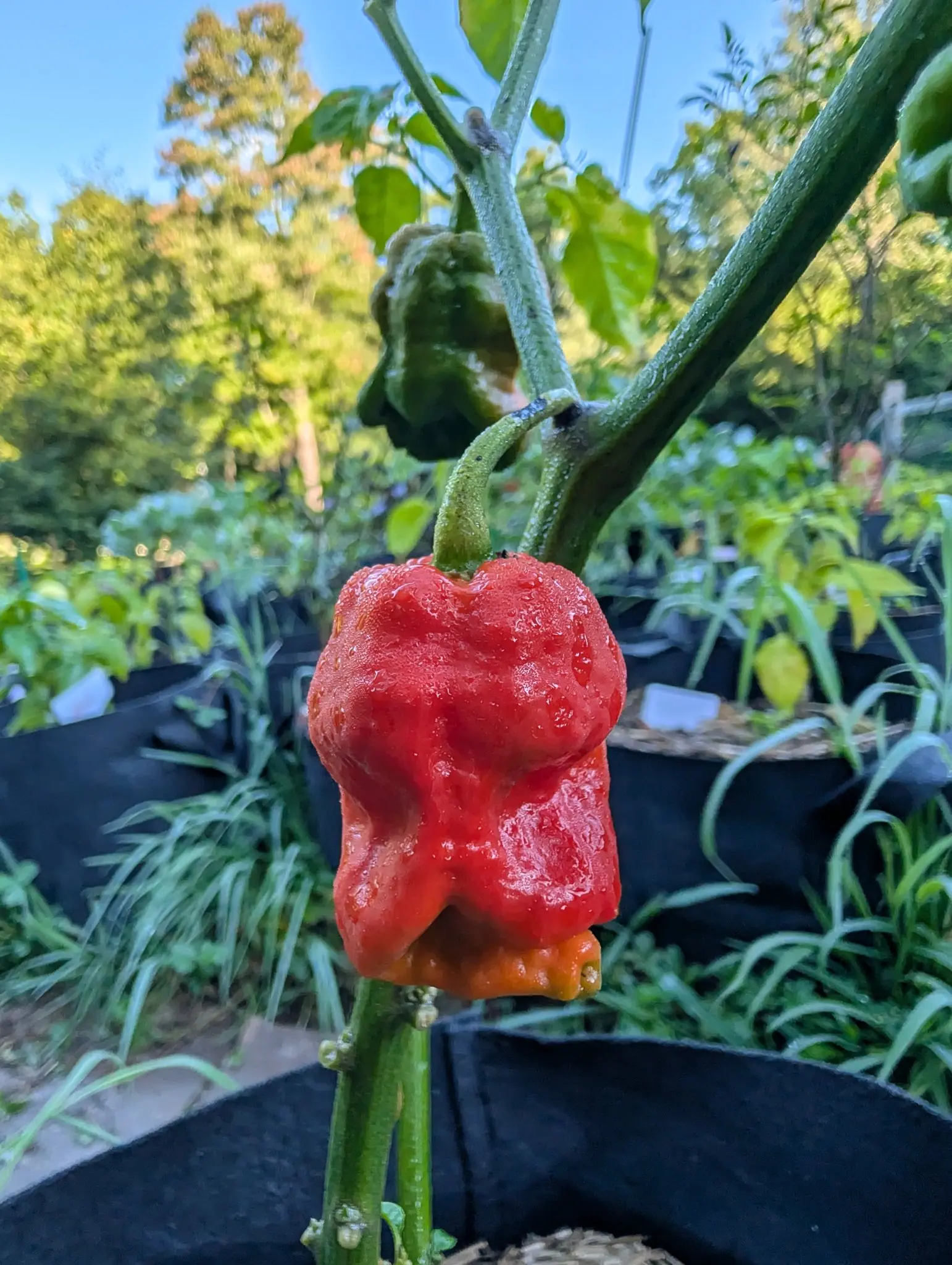 Peppers, 26 August 2026