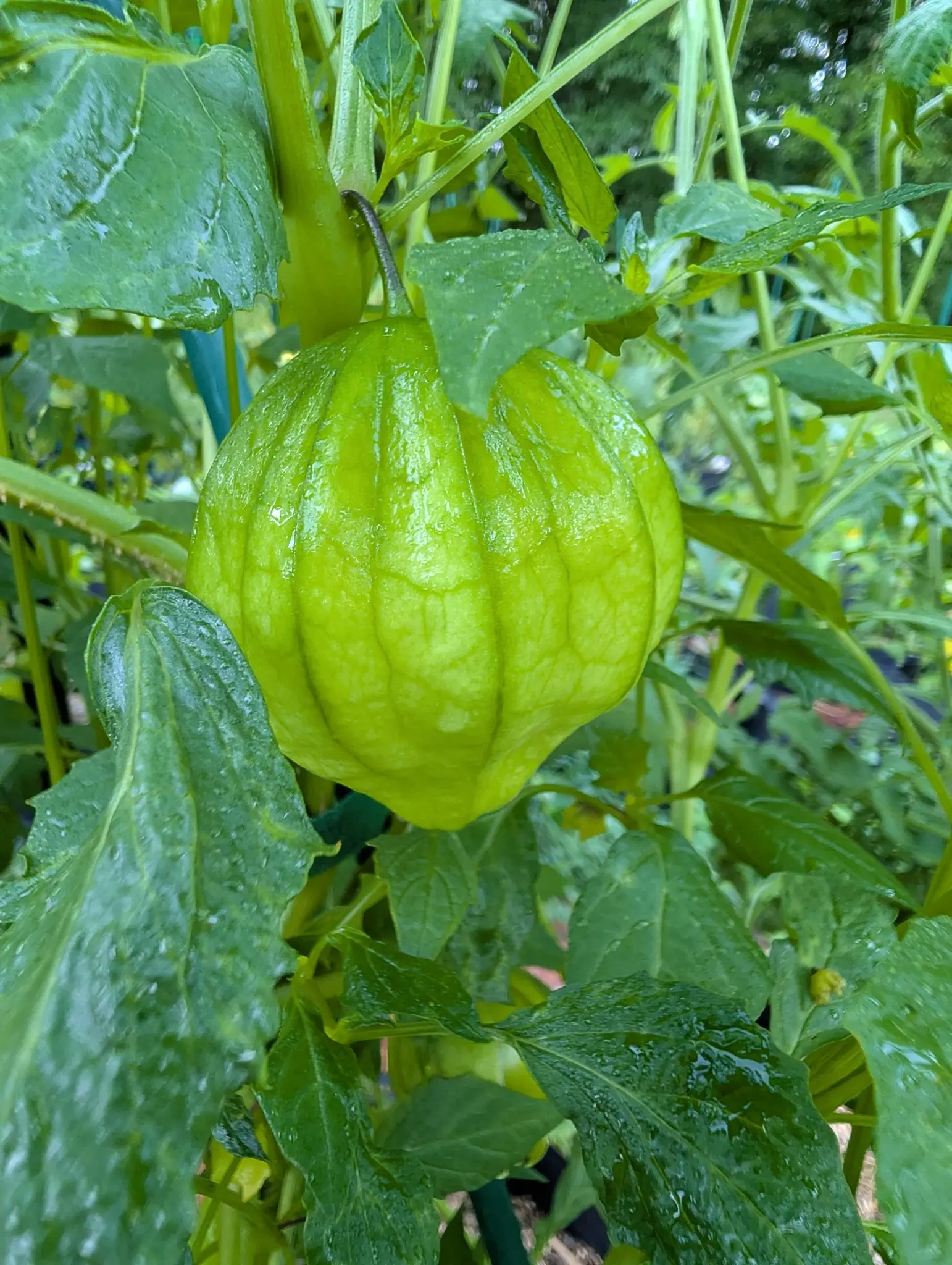 Tomatillos, 26 August 2026