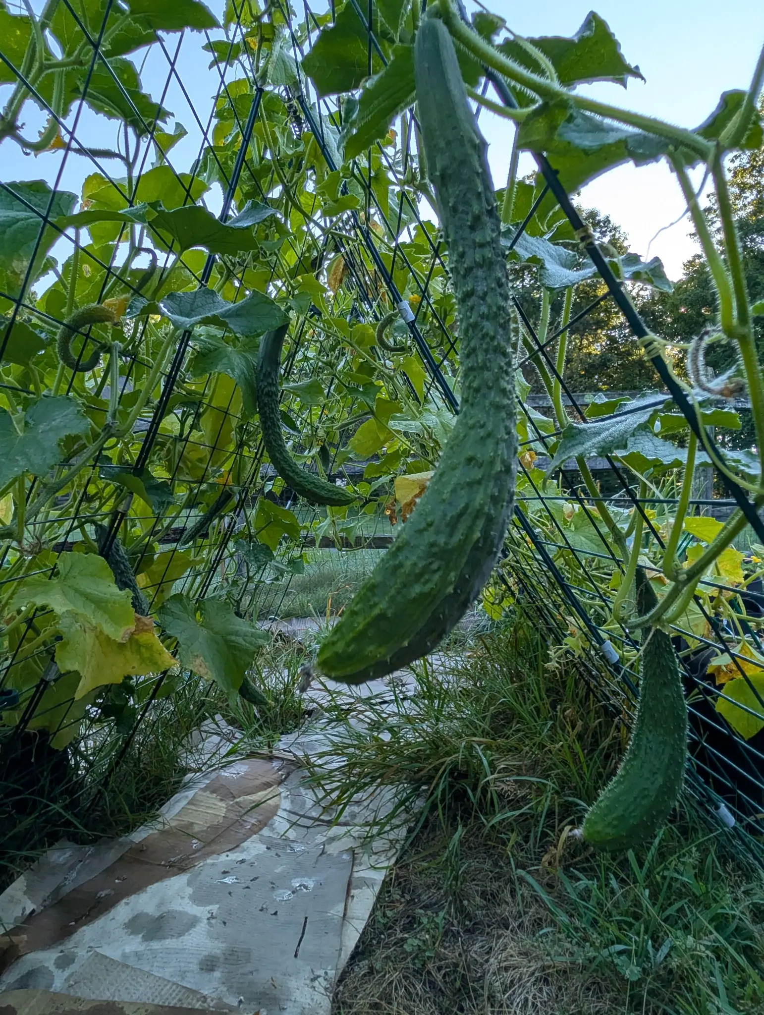 Cucumbers, 26 August 2026
