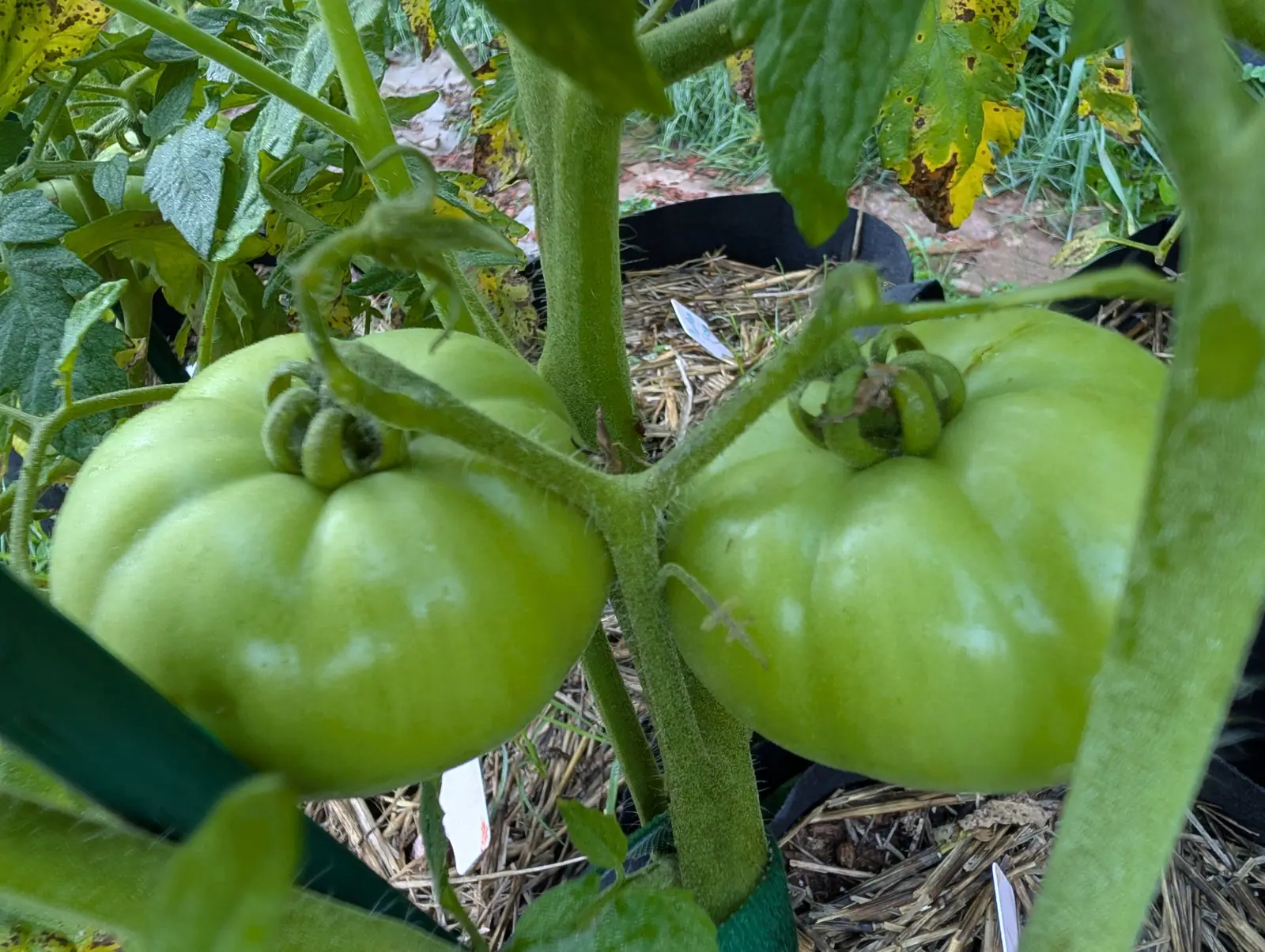 Tomatoes, 26 August 2026