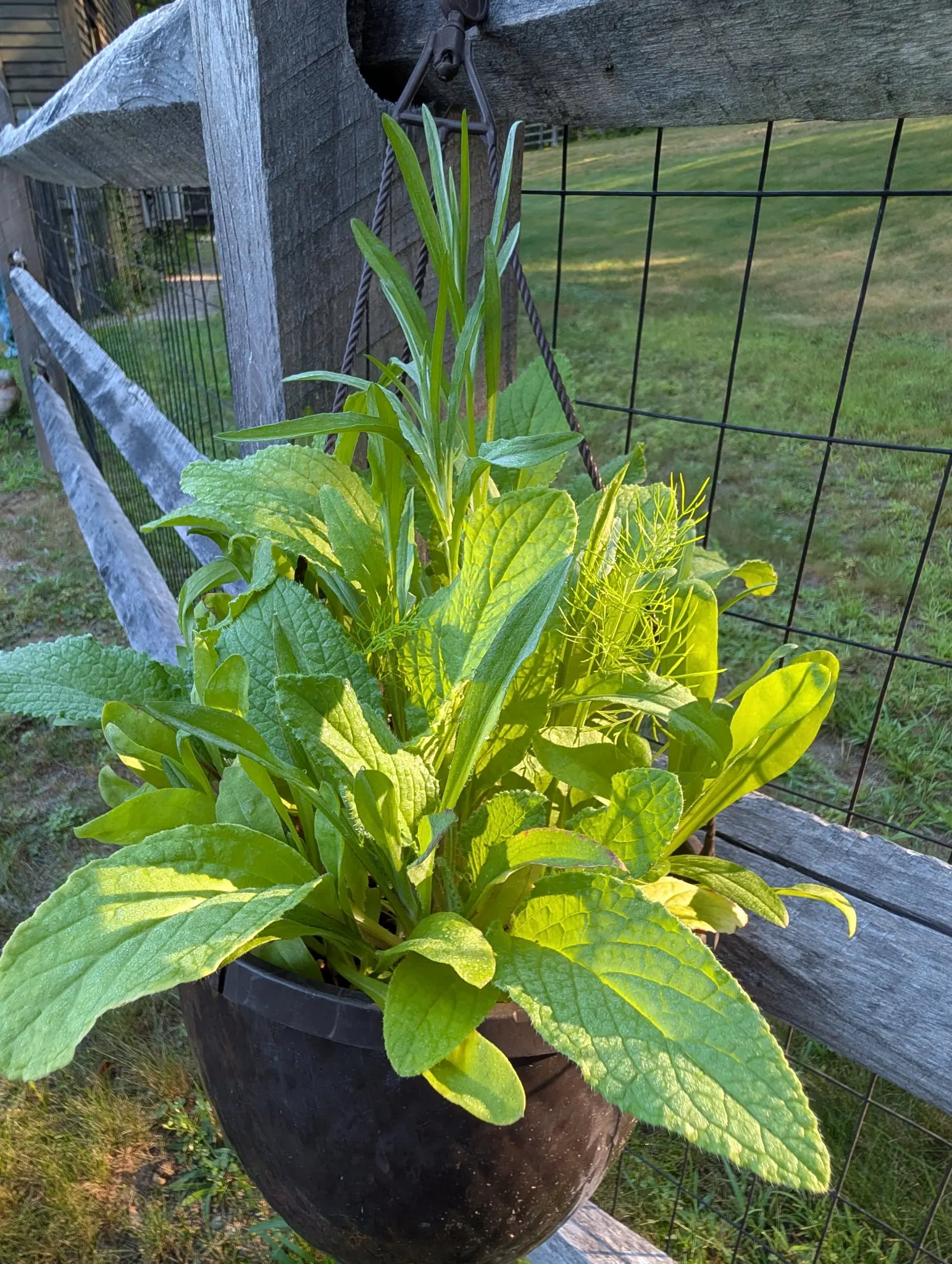 Flower Mix, 26 August 2026