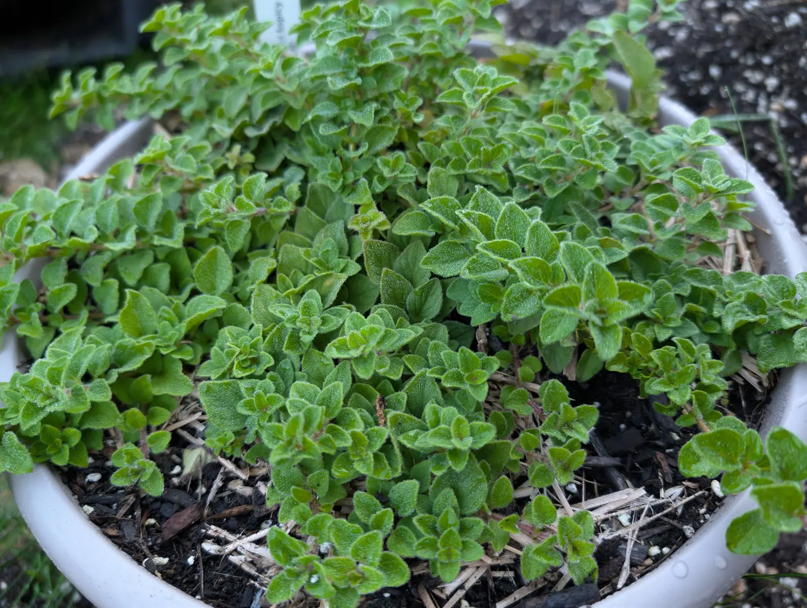 Oregano, 26 August 2026
