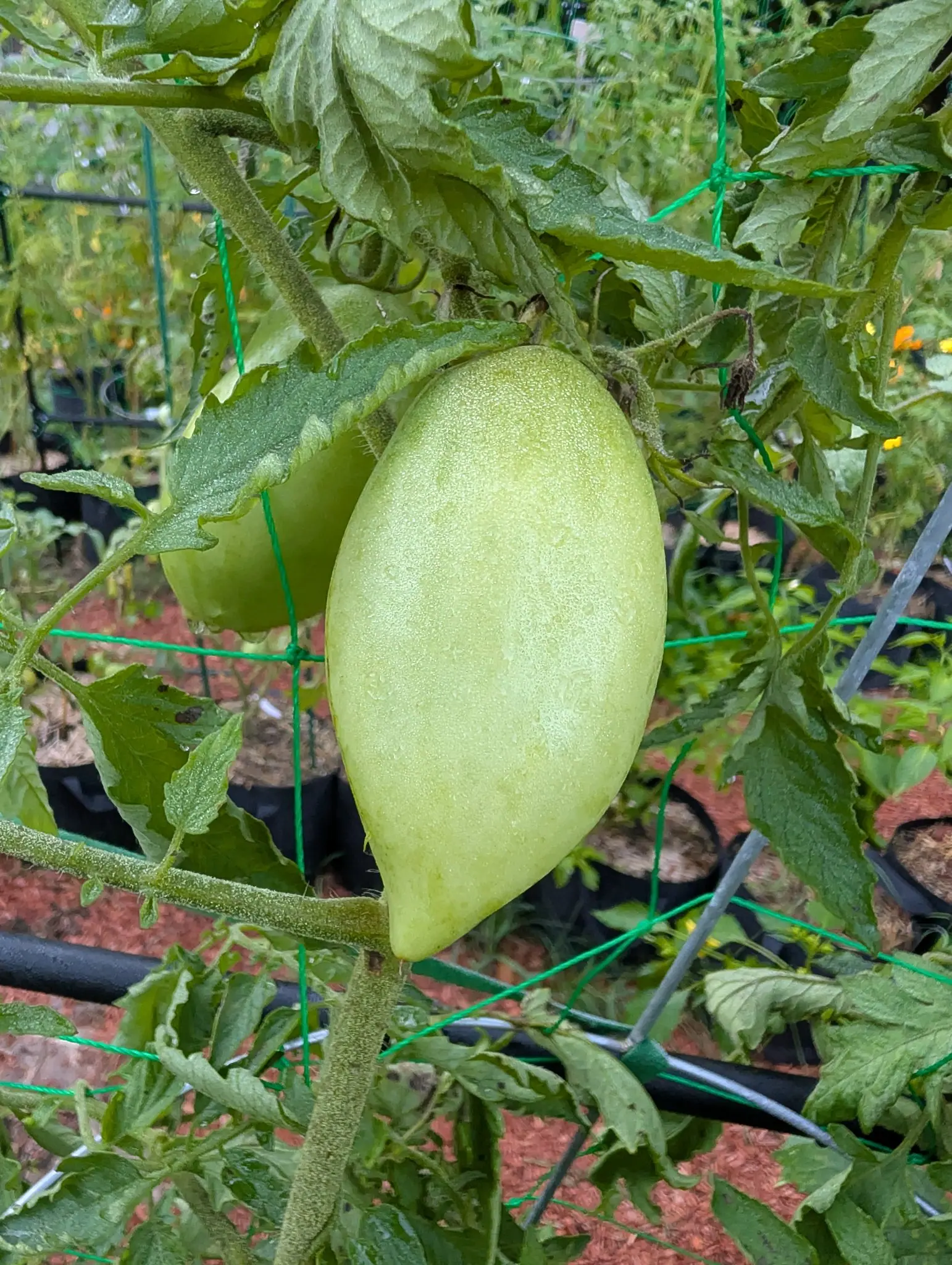 Tomatoes, 26 August 2026