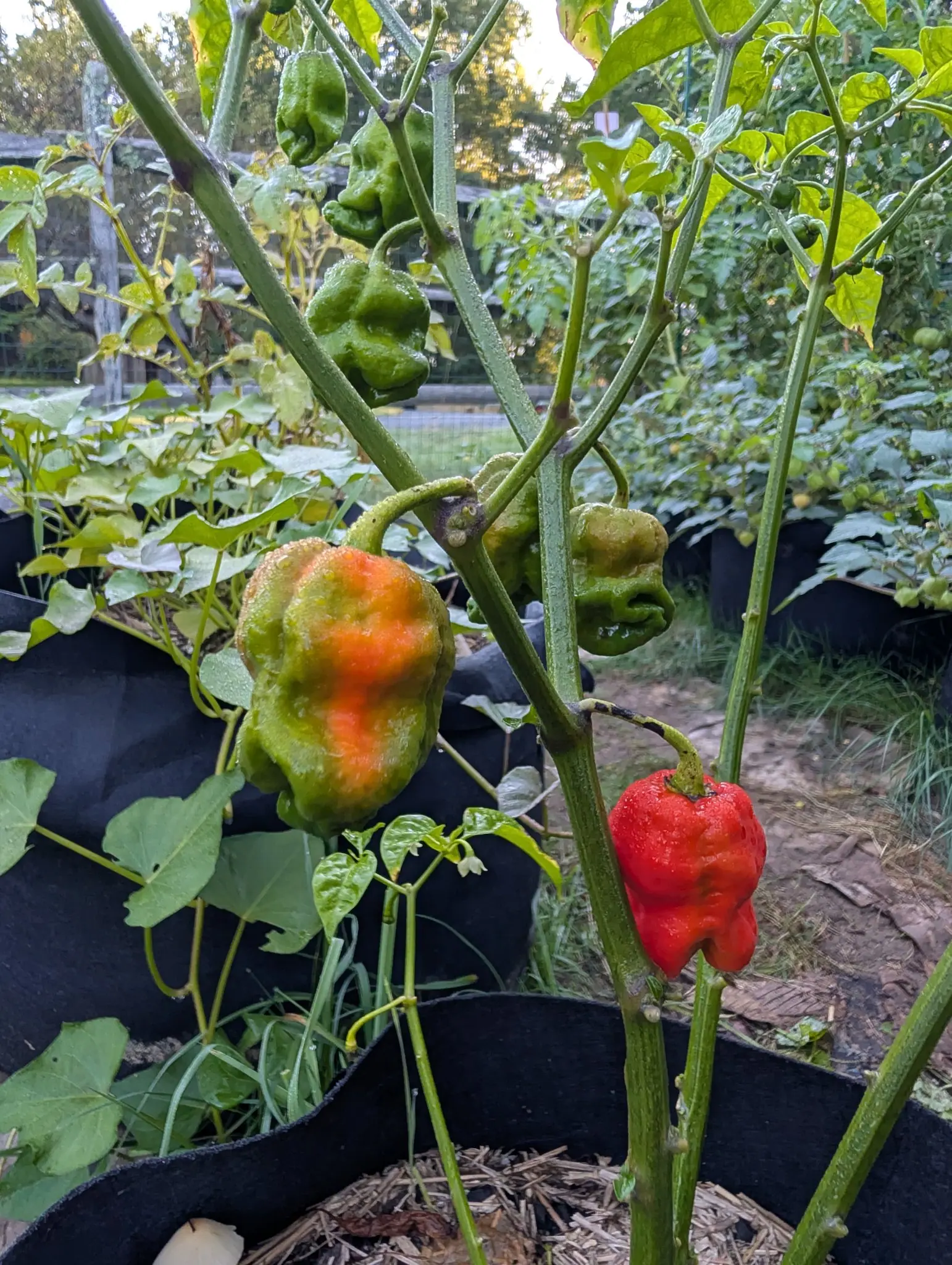 Peppers, 26 August 2026