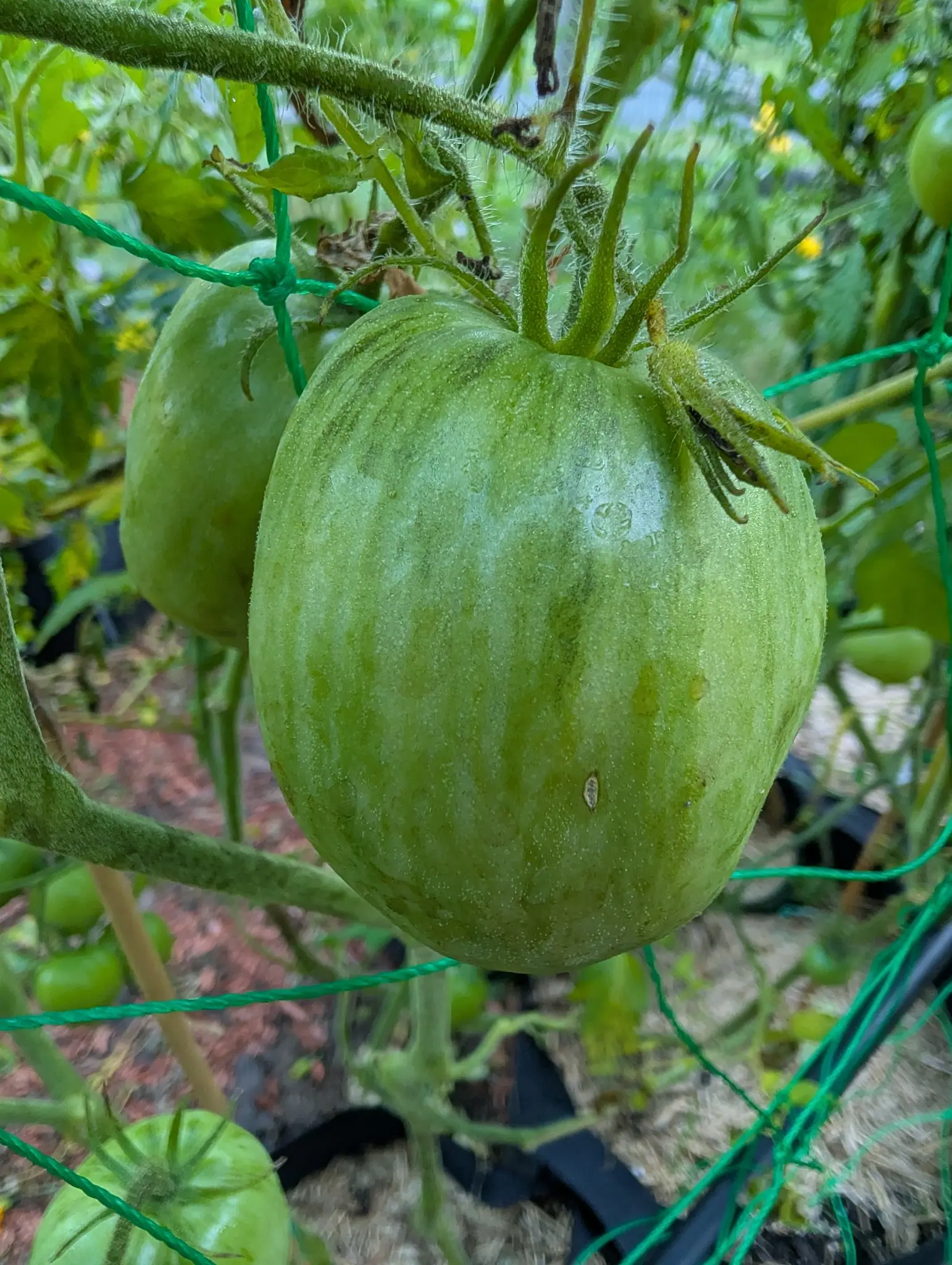 Tomatoes, 26 August 2026