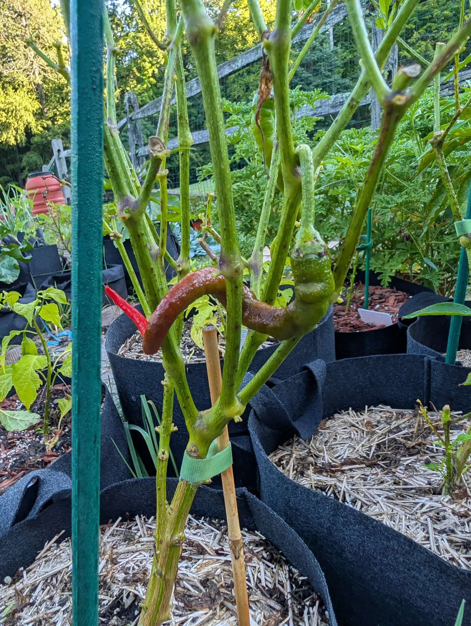 Peppers, 26 August 2026