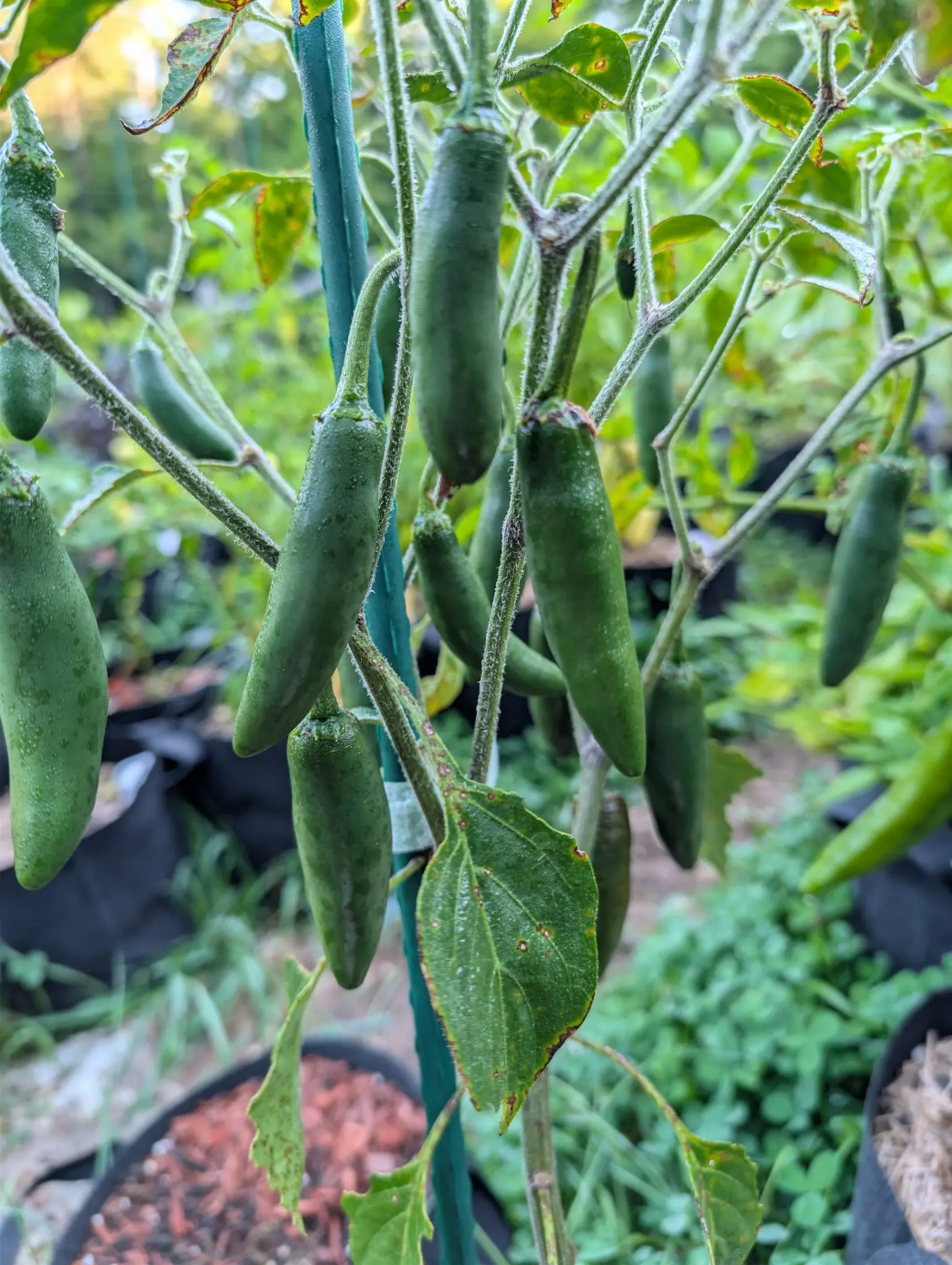 Peppers, 26 August 2026