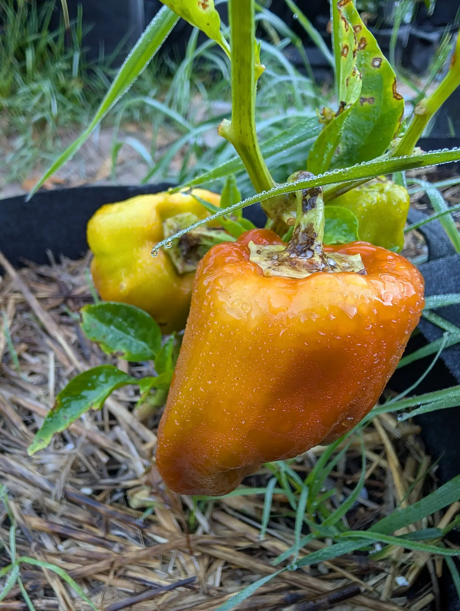 Peppers, 26 August 2026
