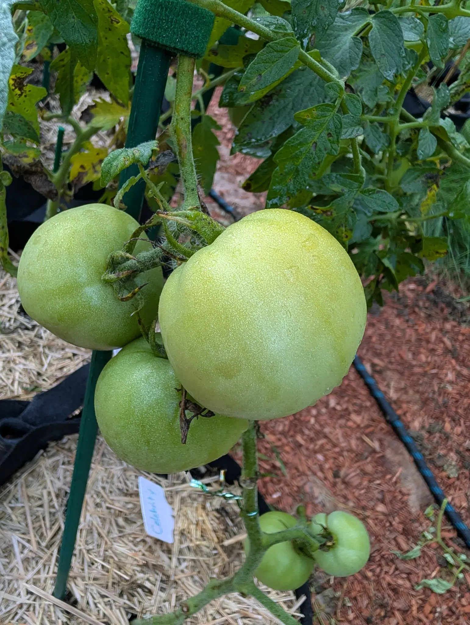 Tomatoes, 26 August 2026