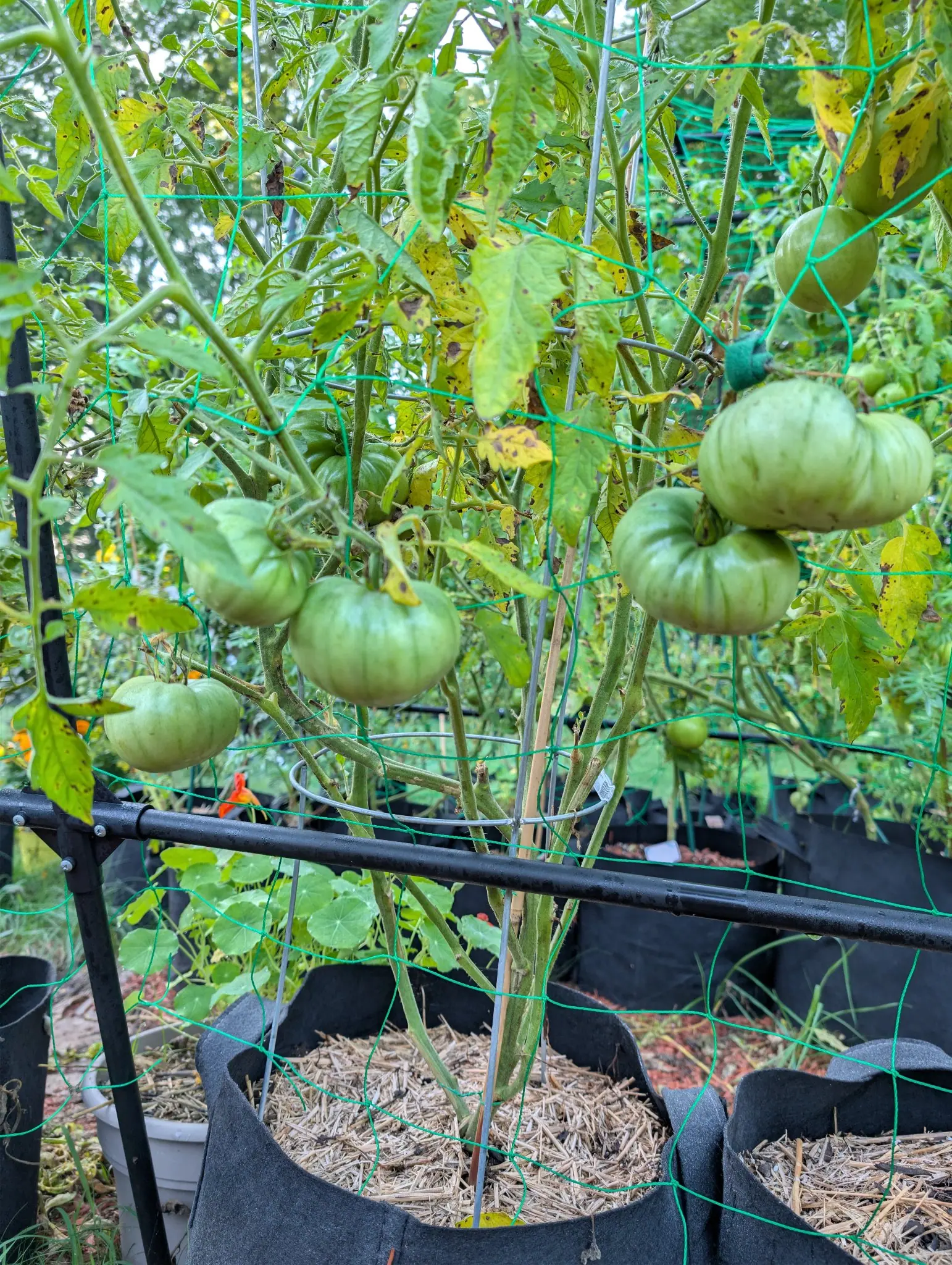 Tomatoes, 26 August 2026