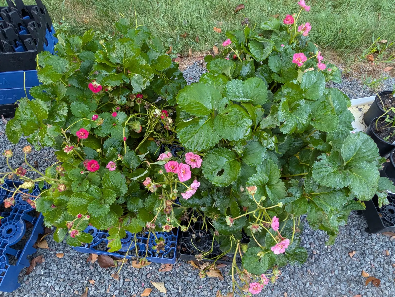 Strawberries, 26 August 2026
