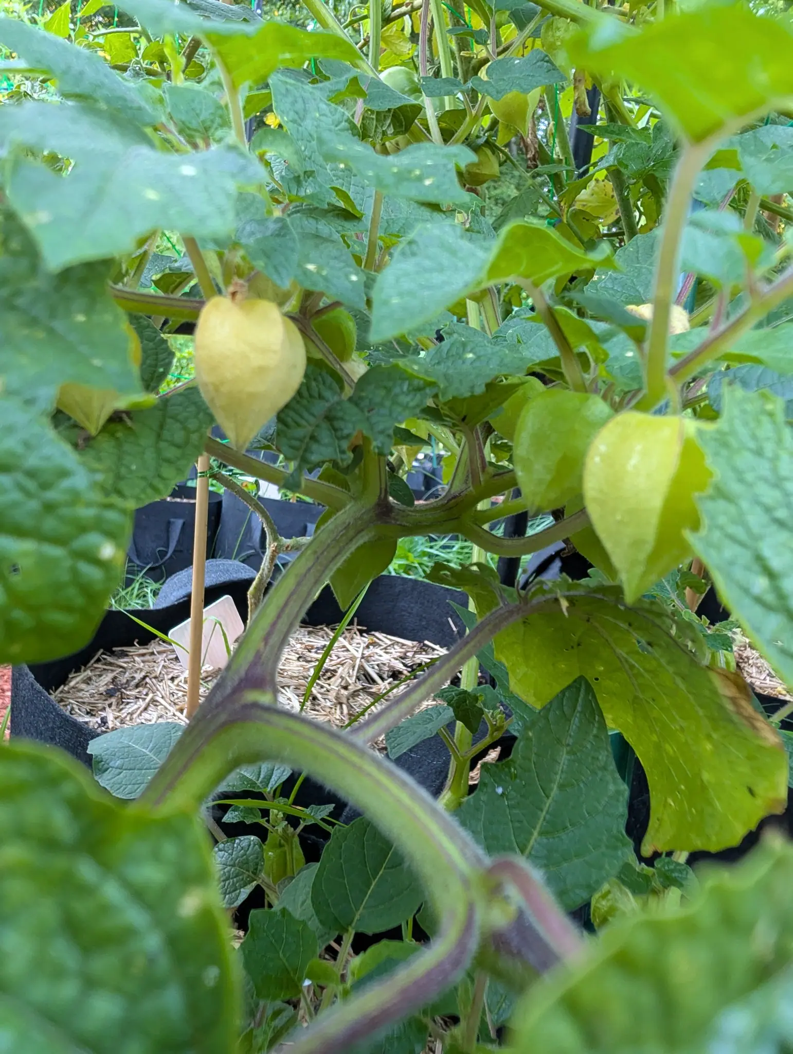 Tomatillos, 26 August 2026