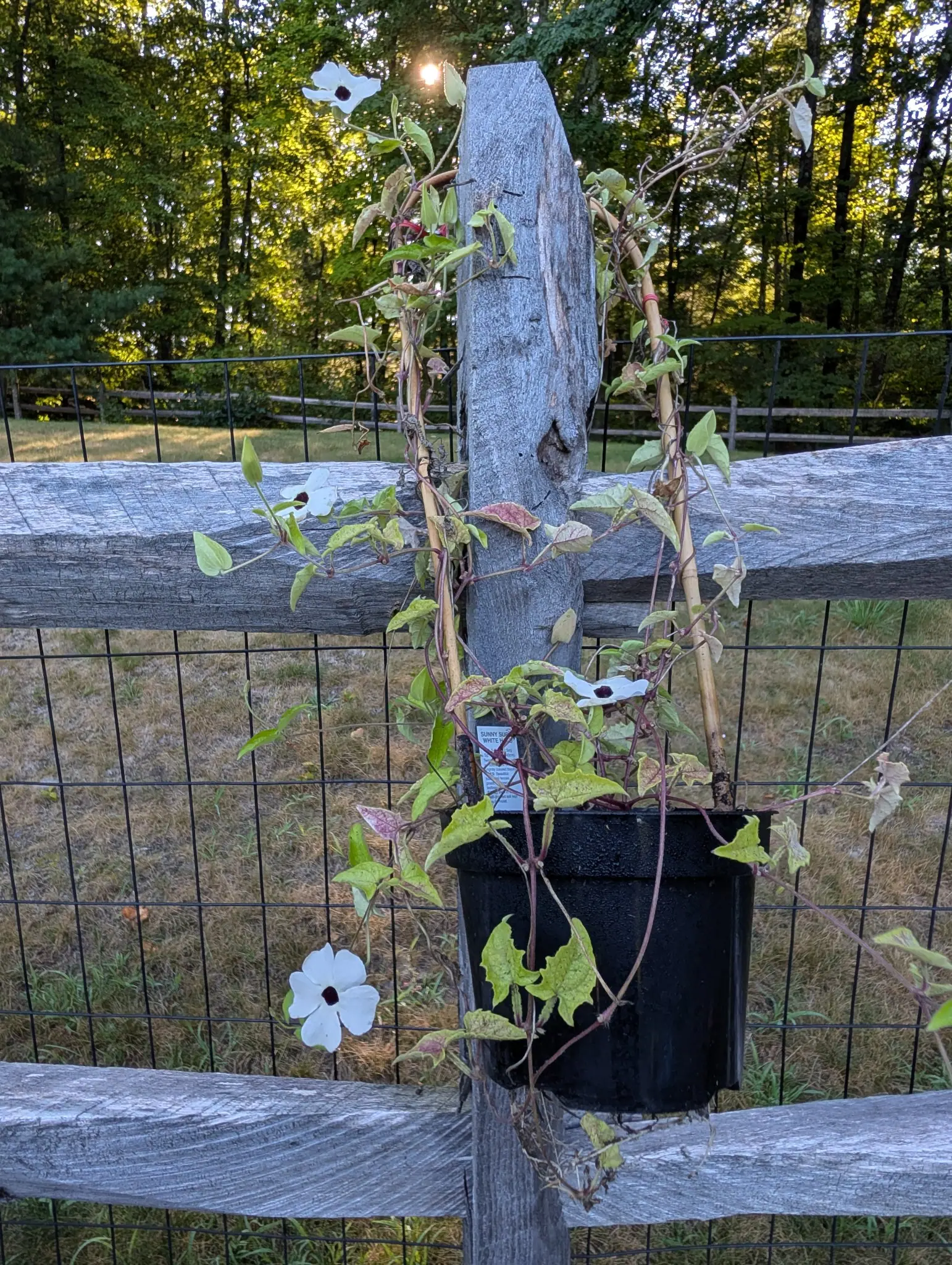 Thunbergia, 26 August 2026