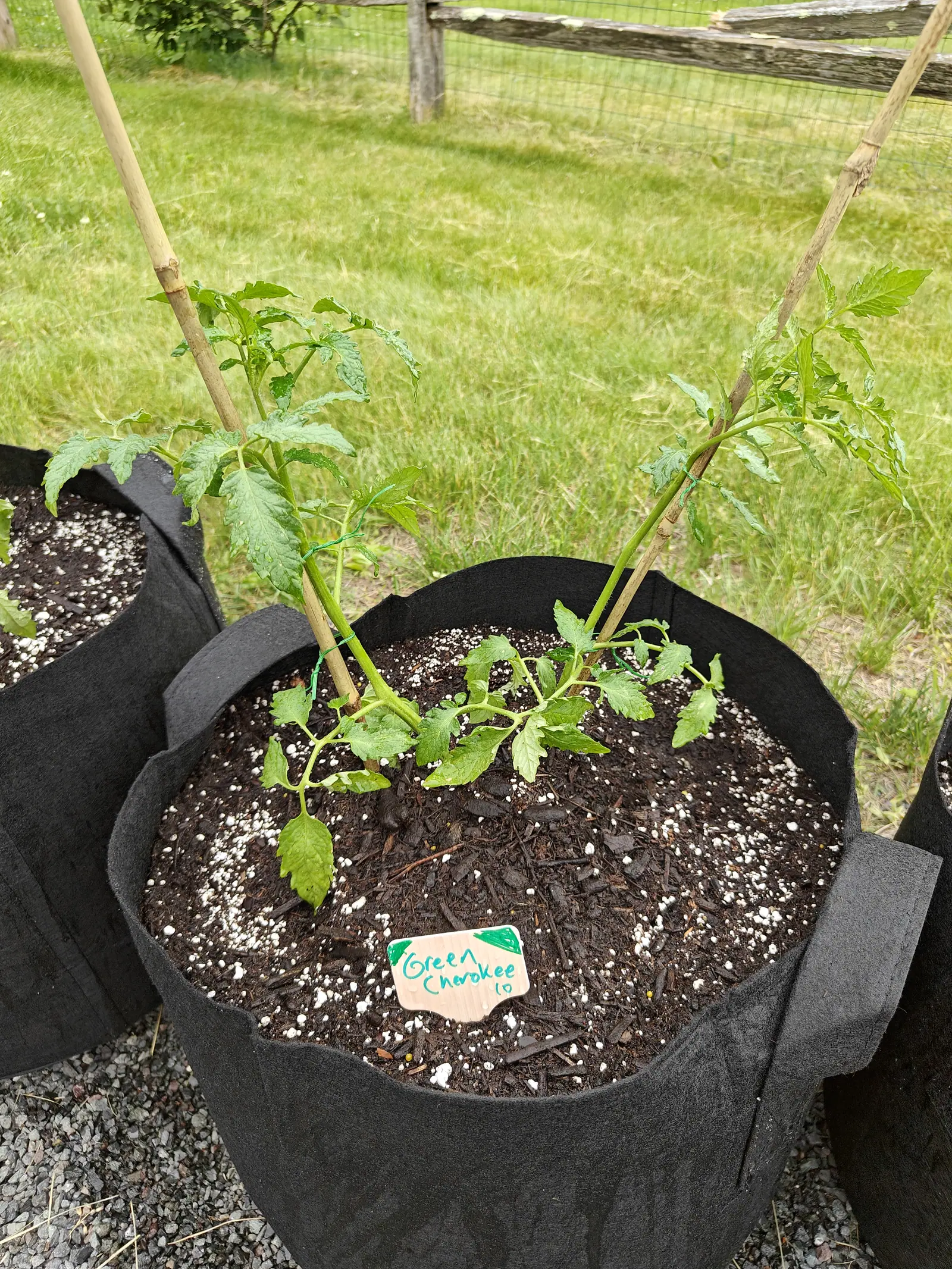 Two young tomato plants staked with bamboo canes in one black fabric grow bag, a handwritten label in the perlite-flecked compost, with a split-rail fence beyond.
