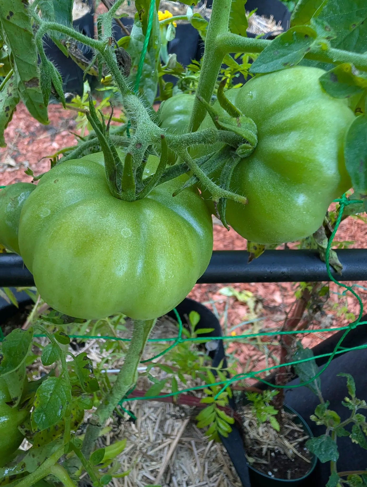 Tomatoes, 26 August 2026