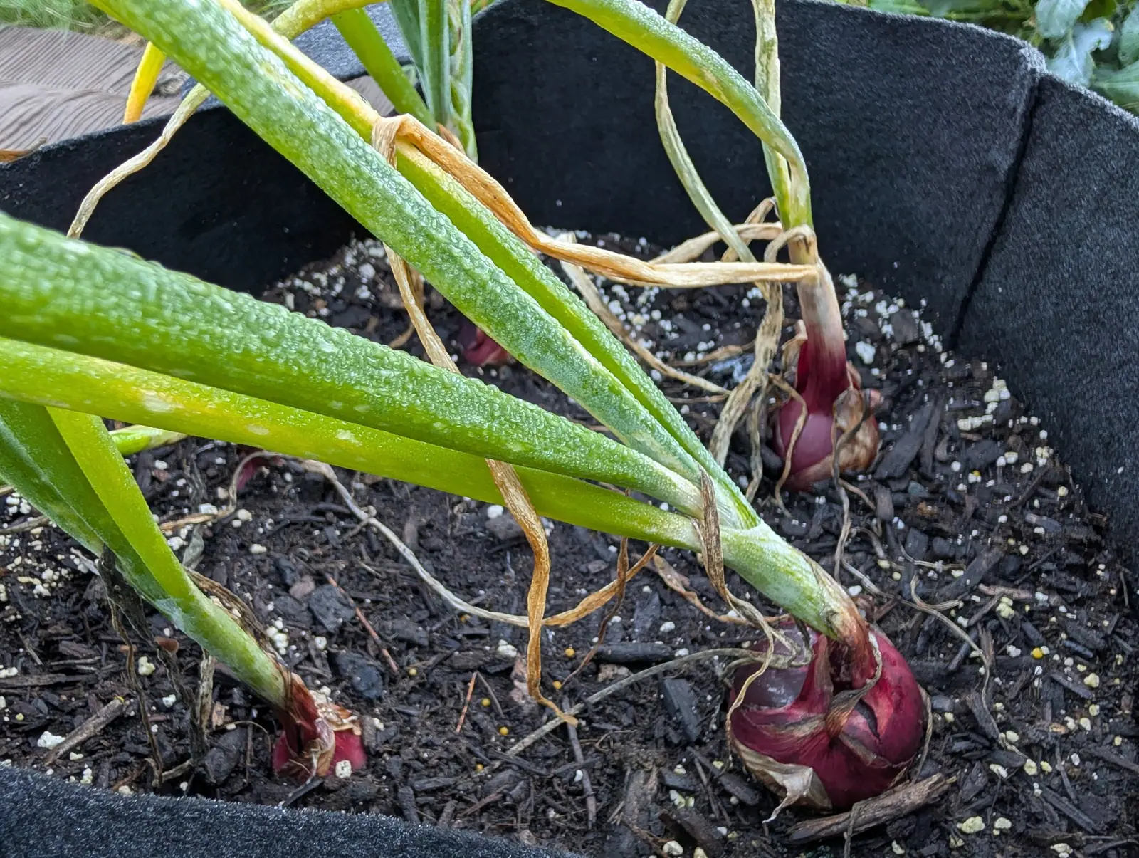 Onions, 26 August 2026