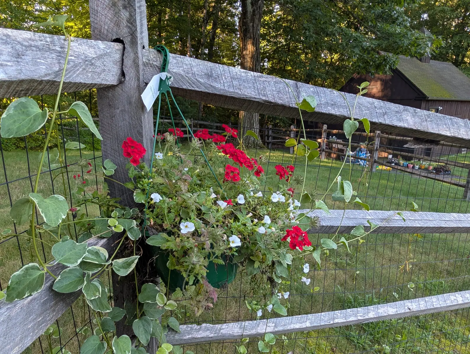 The garden, 26 August 2026