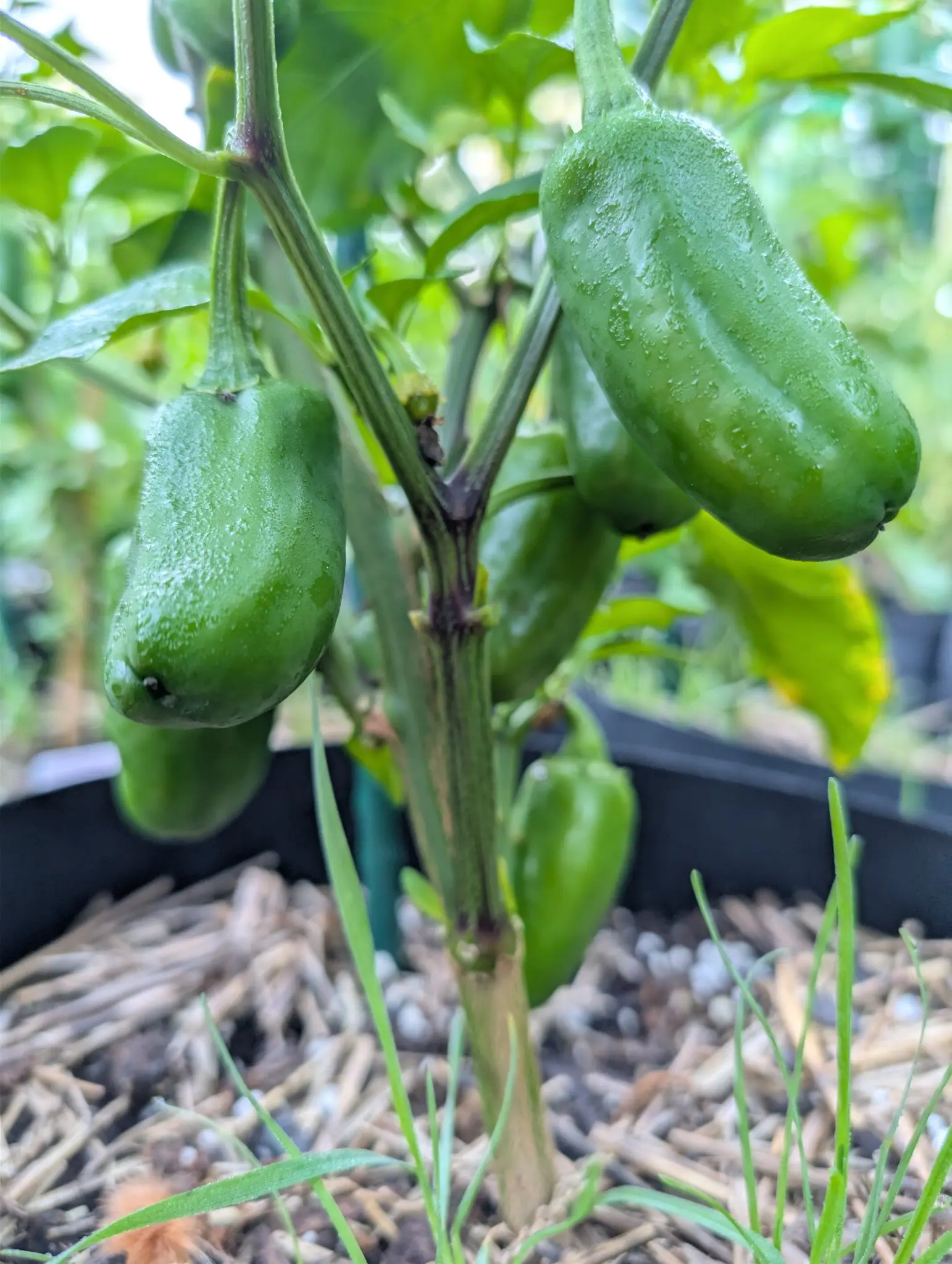 Peppers, 26 August 2026