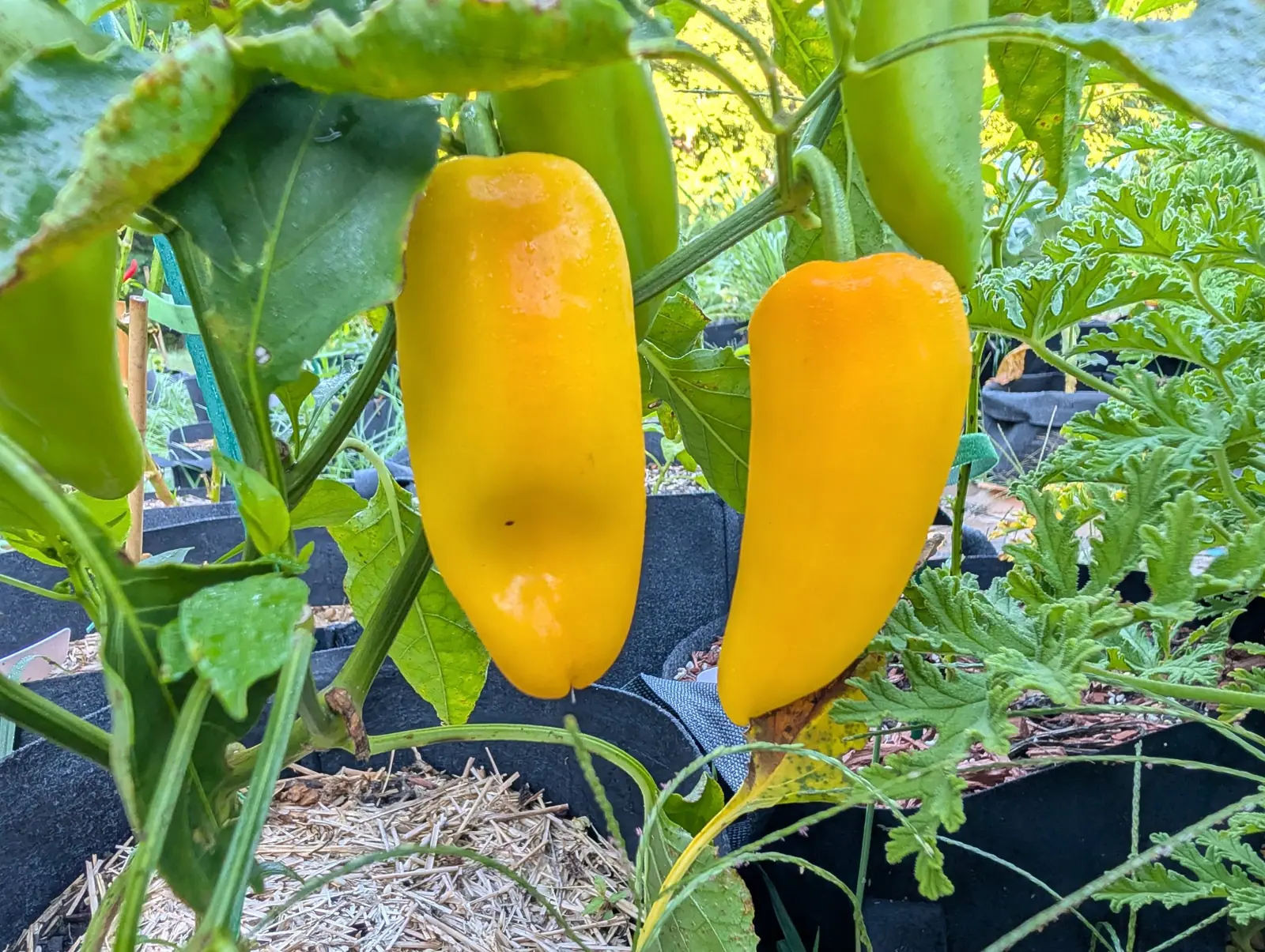 Peppers, 26 August 2026