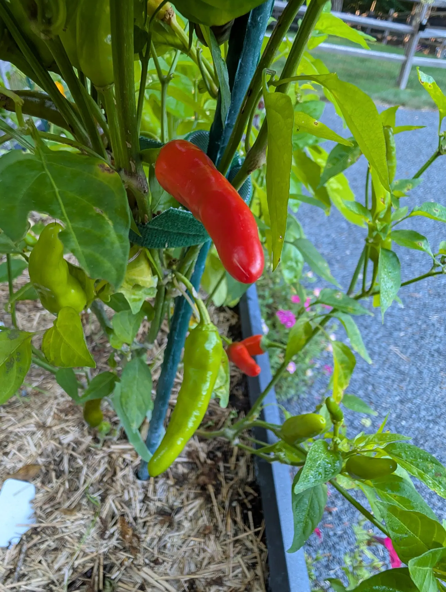 Peppers, 26 August 2026