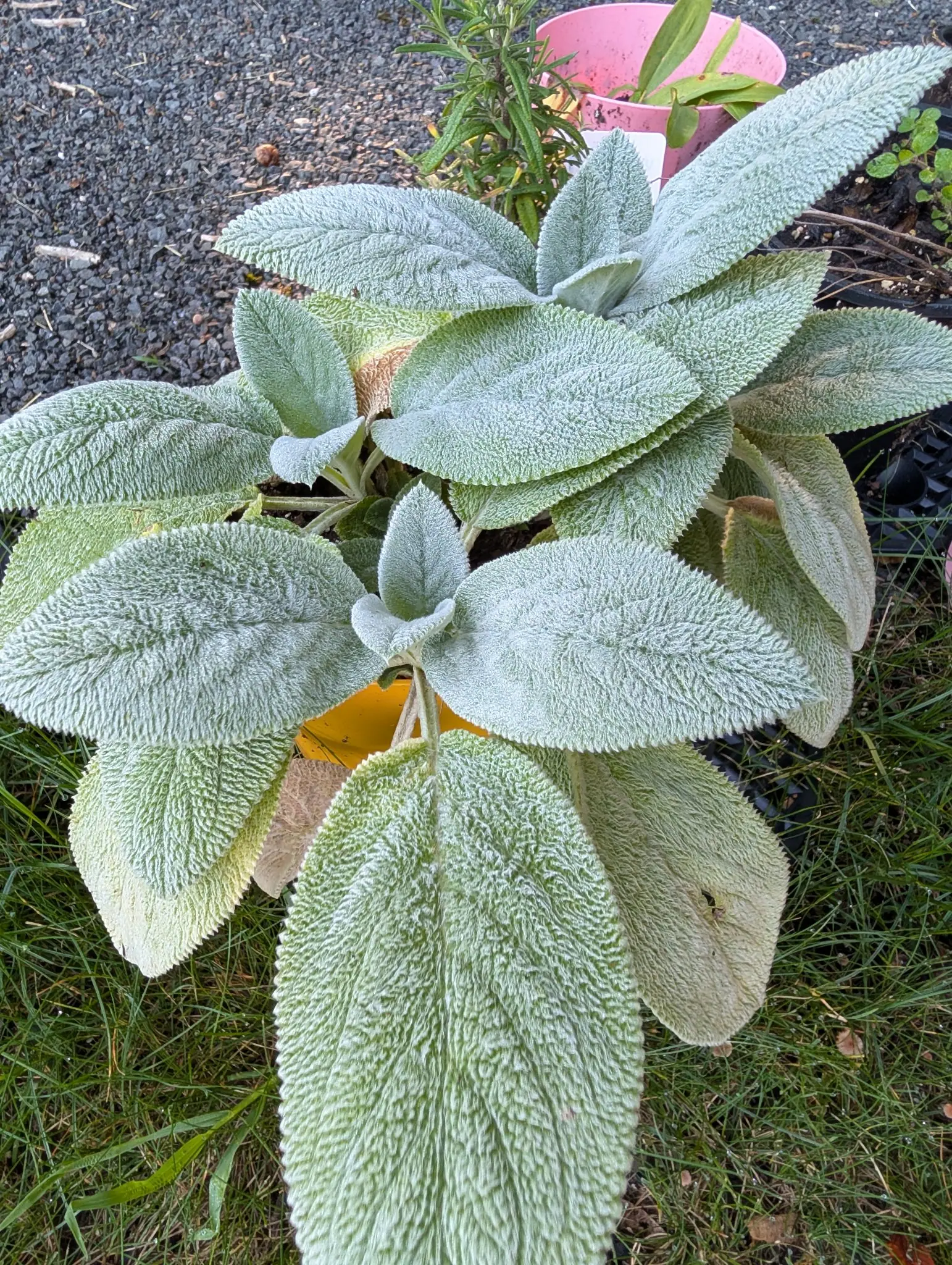 Sage, 26 August 2026