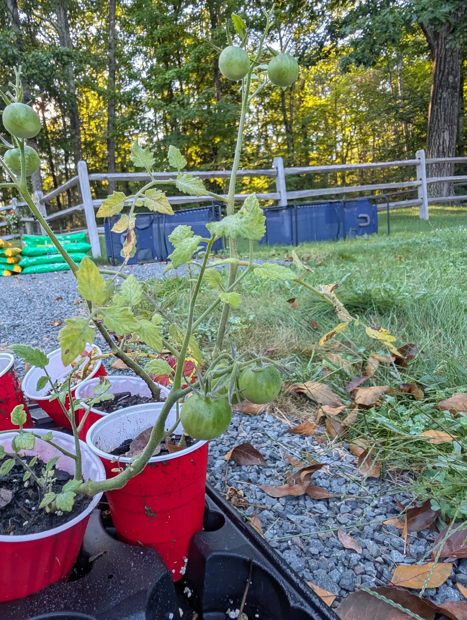 Tomatoes, 26 August 2026