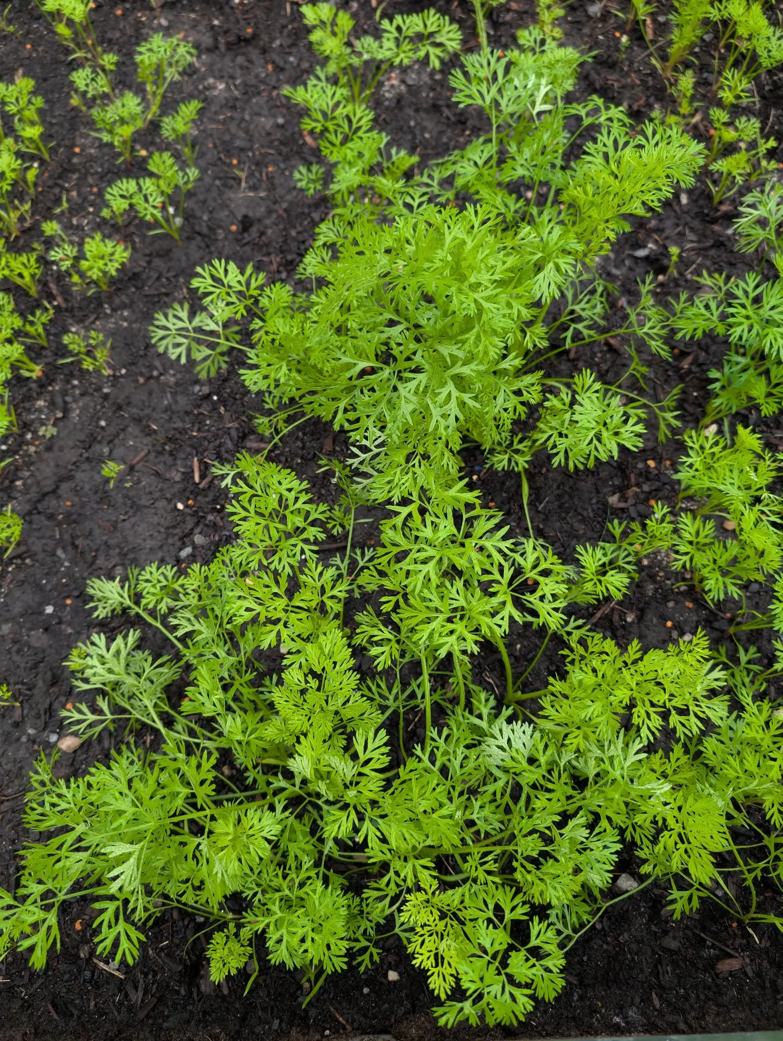 Carrot, 27 August 2026