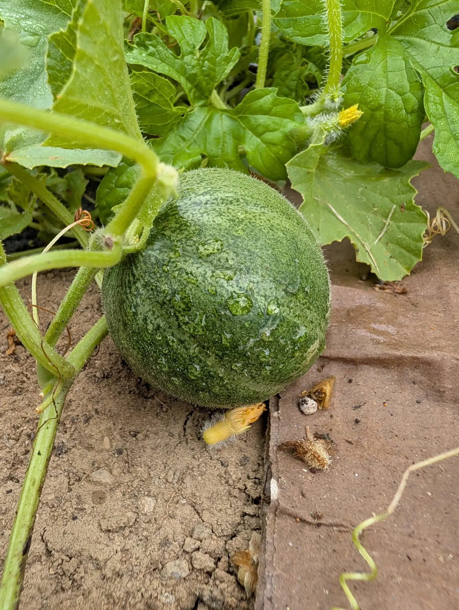 Cantaloupe, 27 August 2026