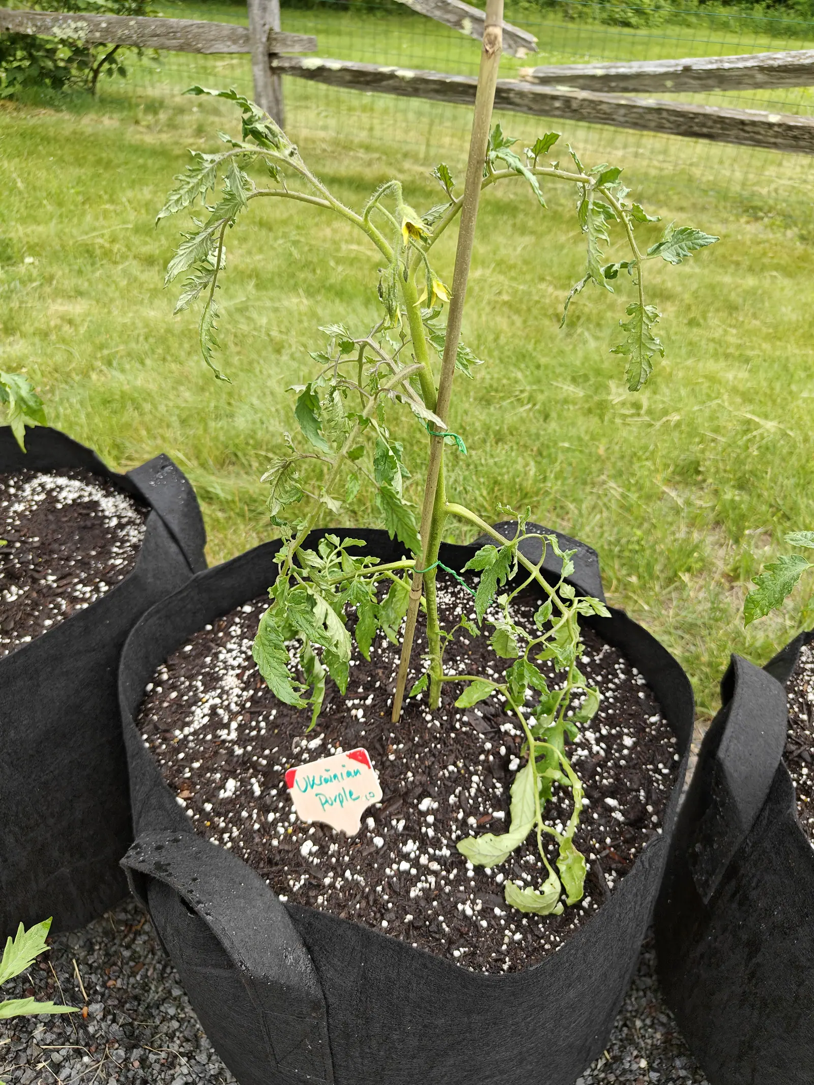 A leggy young tomato plant tied to a bamboo cane in a black fabric grow bag, its lower leaves yellowed and drooping, a handwritten label in the compost.