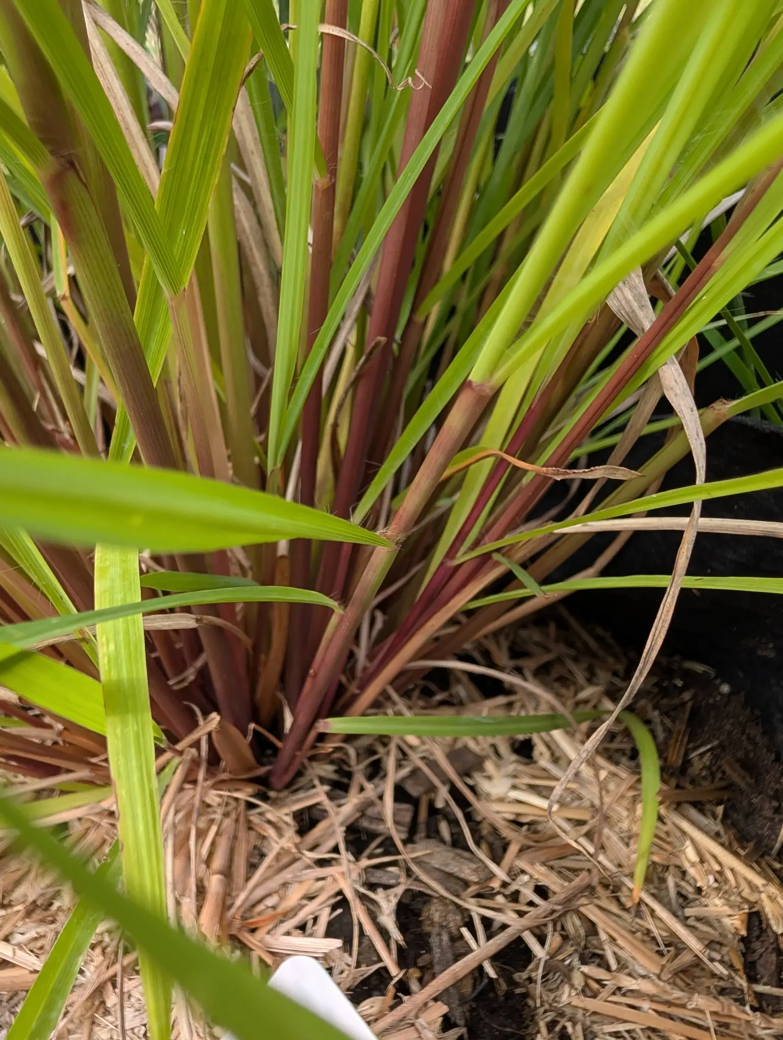 Lemongrass, 27 August 2026