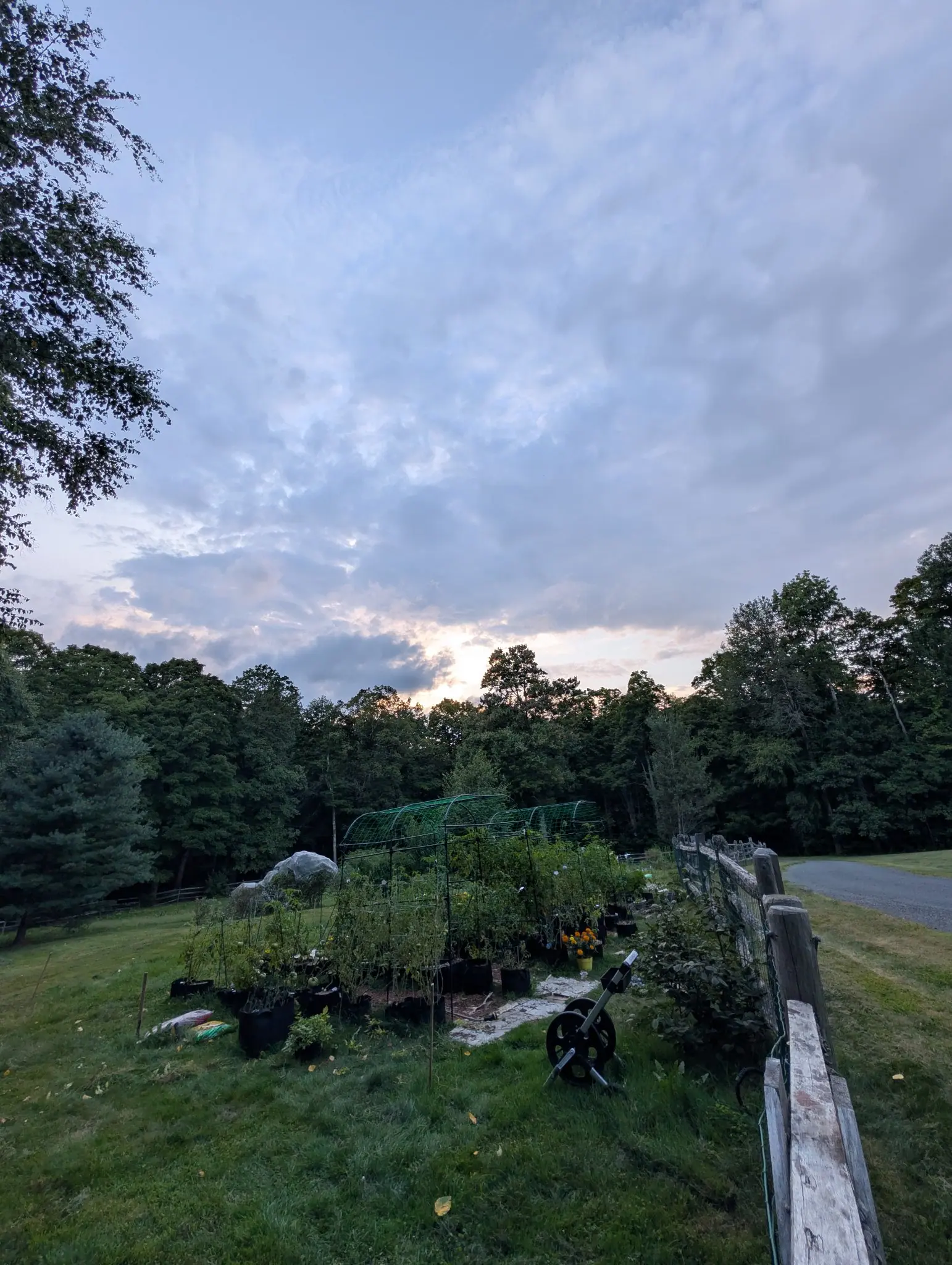 The garden, 27 August 2026