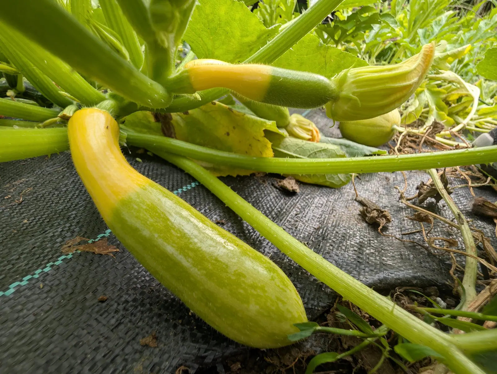 Squash, 27 August 2026