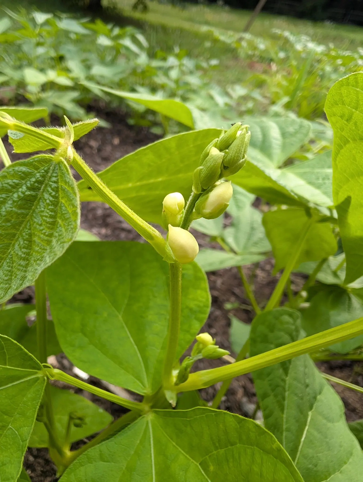 Bean, 27 August 2026