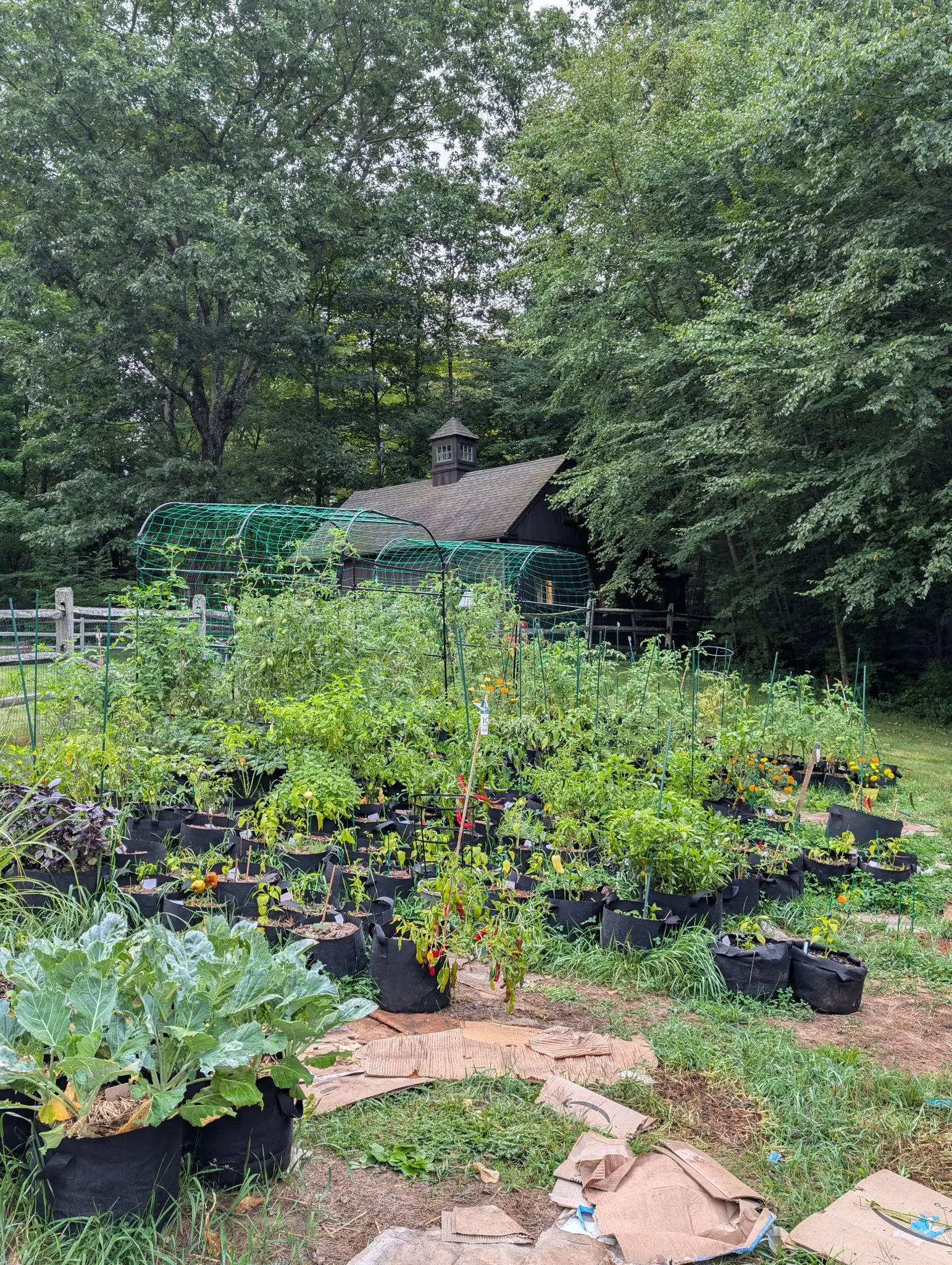 The garden, 27 August 2026