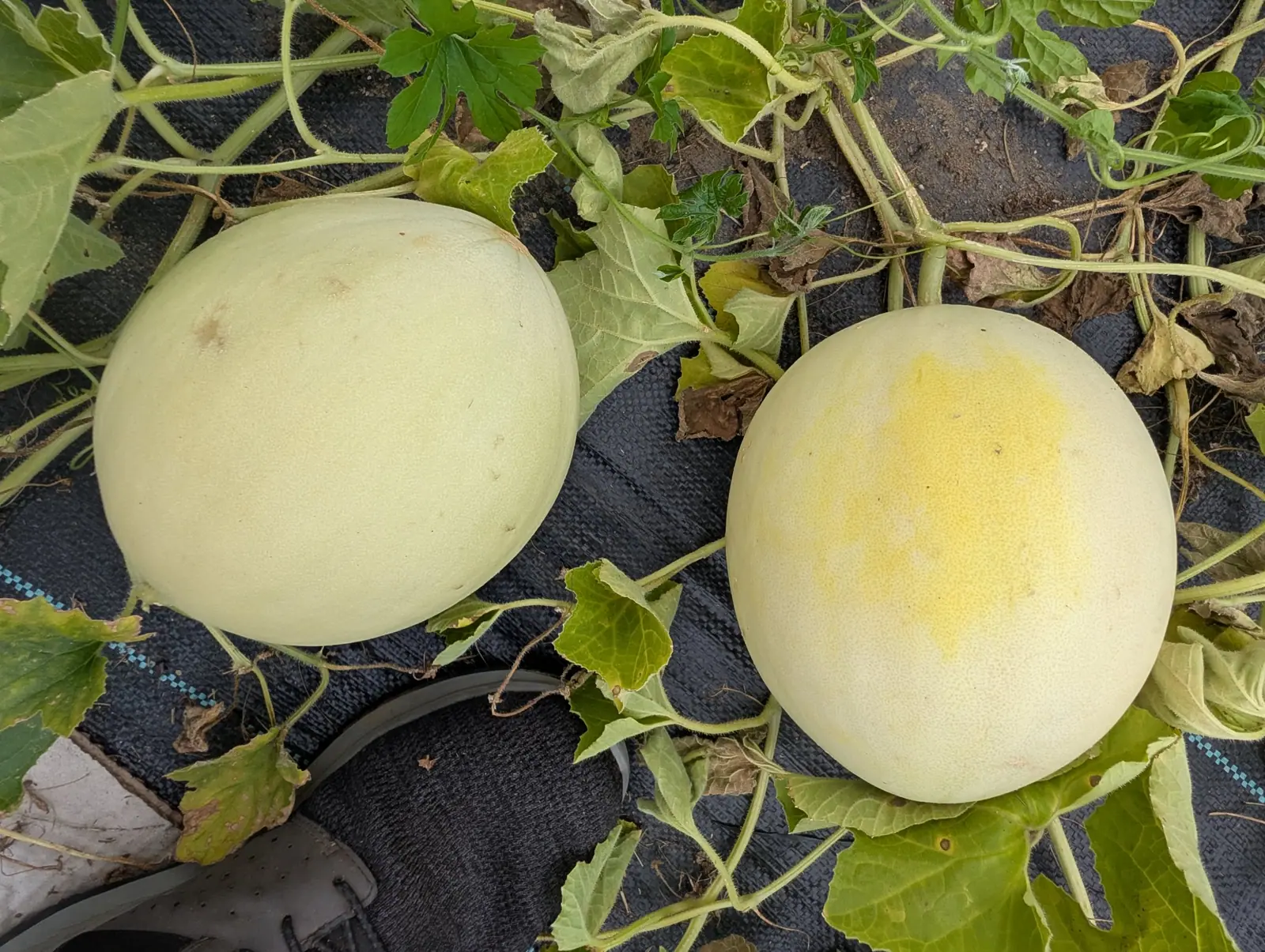 Honeydew, 27 August 2026