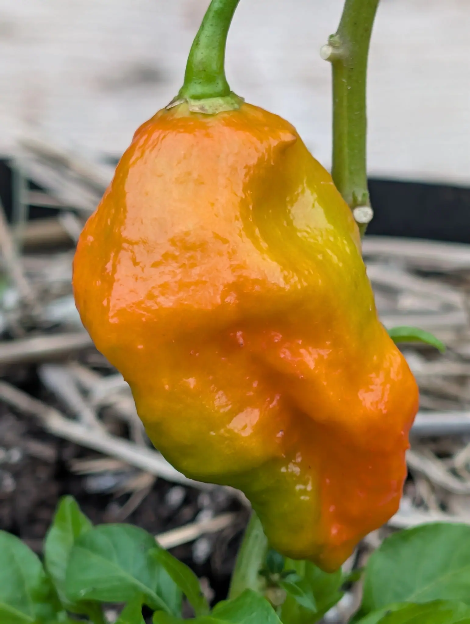 Peppers, 27 August 2026