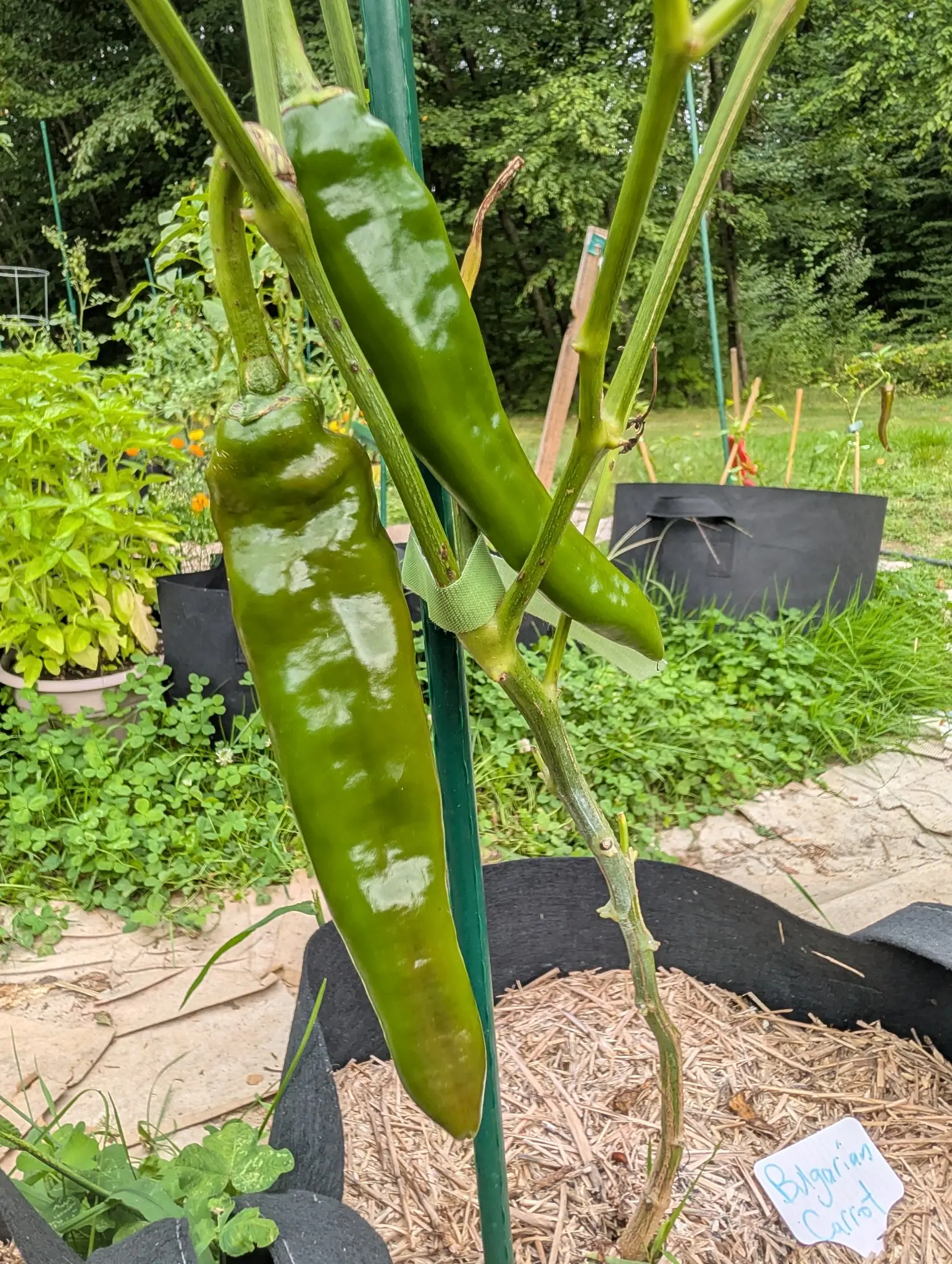 Peppers, 27 August 2026