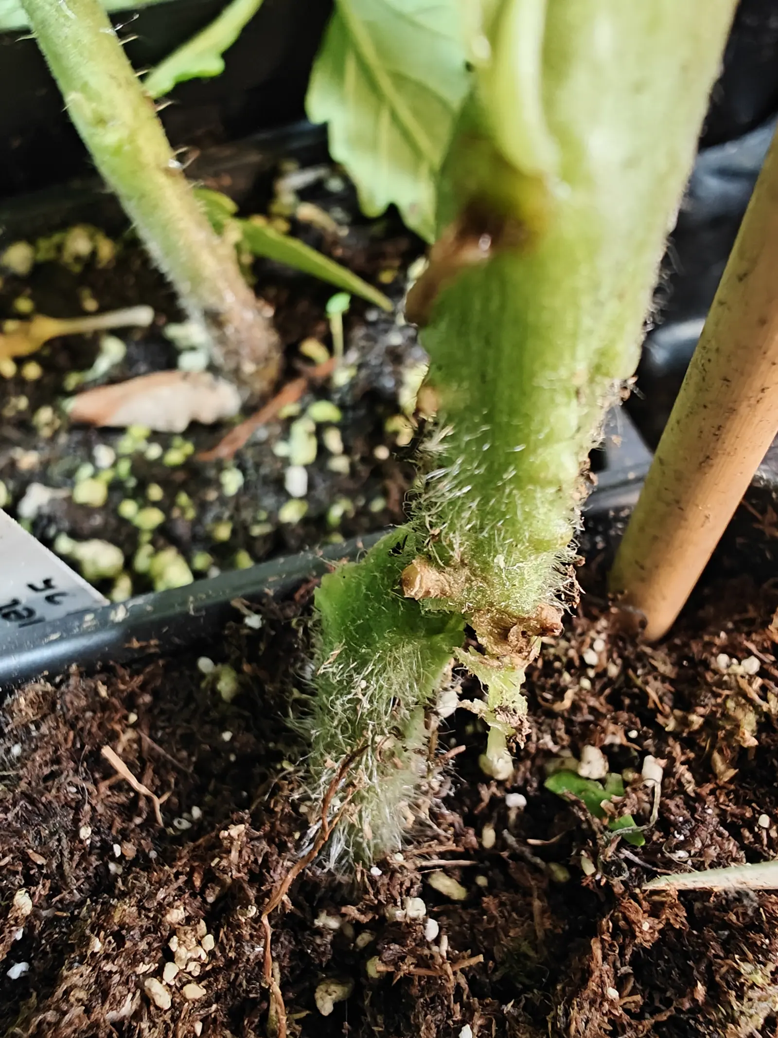 A tomato stem close at the soil line, its base thickly furred with white hairs and studded with root bumps, beside a bamboo skewer in dark compost flecked with perlite.