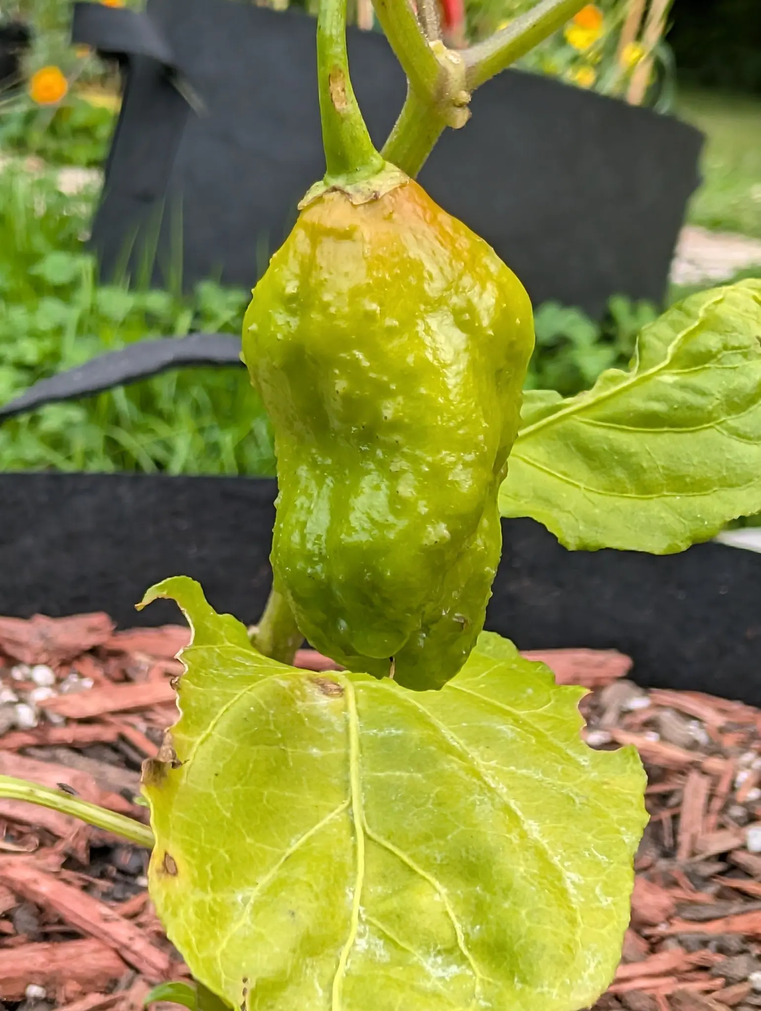 Peppers, 27 August 2026