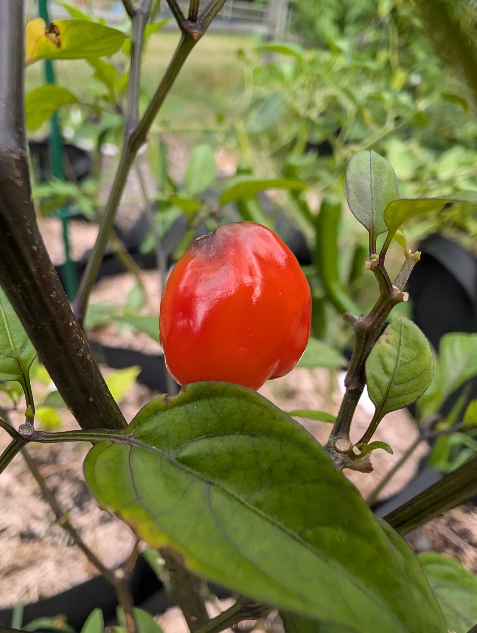 Peppers, 27 August 2026