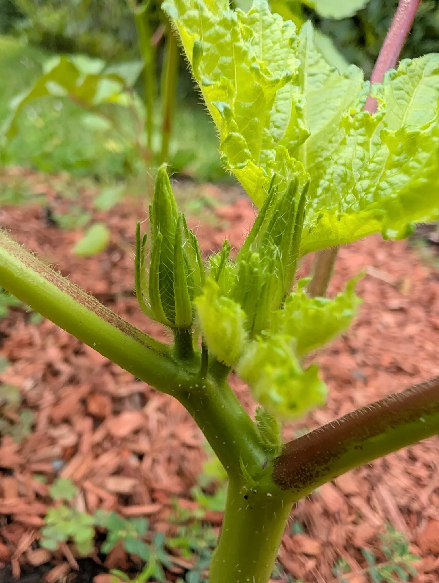 Okra, 27 August 2026