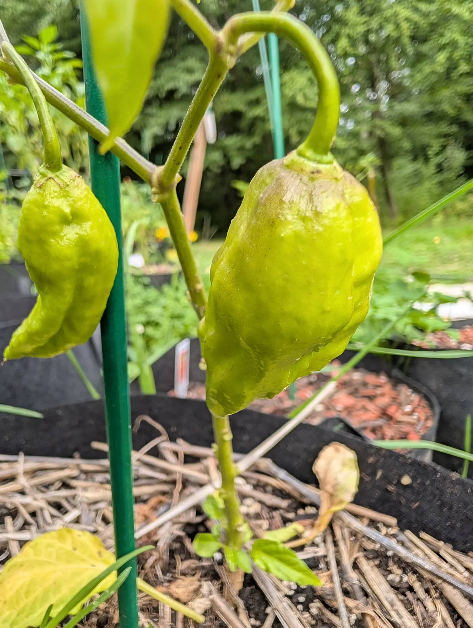 Peppers, 27 August 2026