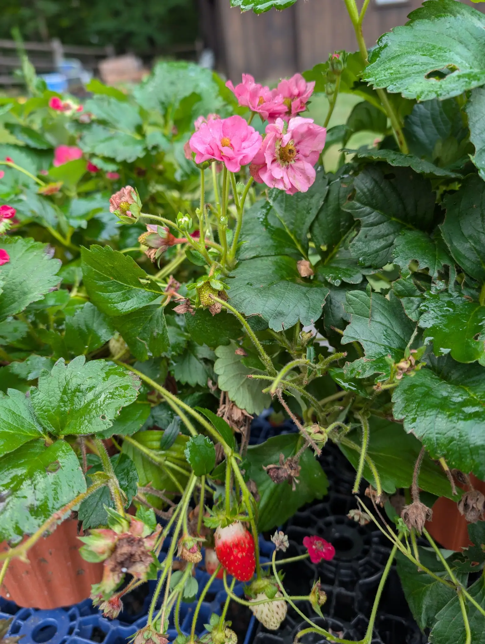 Strawberries, 27 August 2026