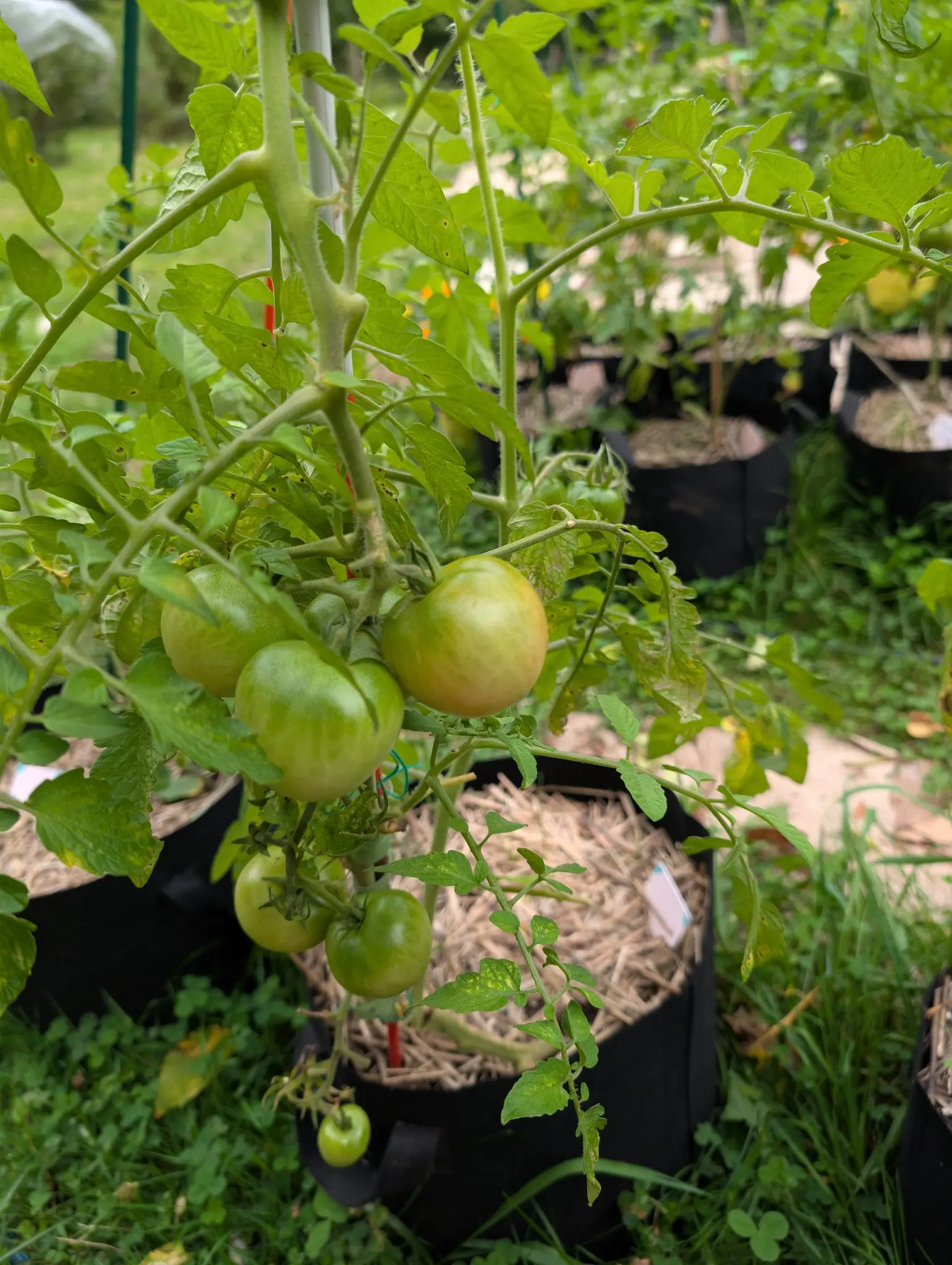 Tomatoes, 27 August 2026