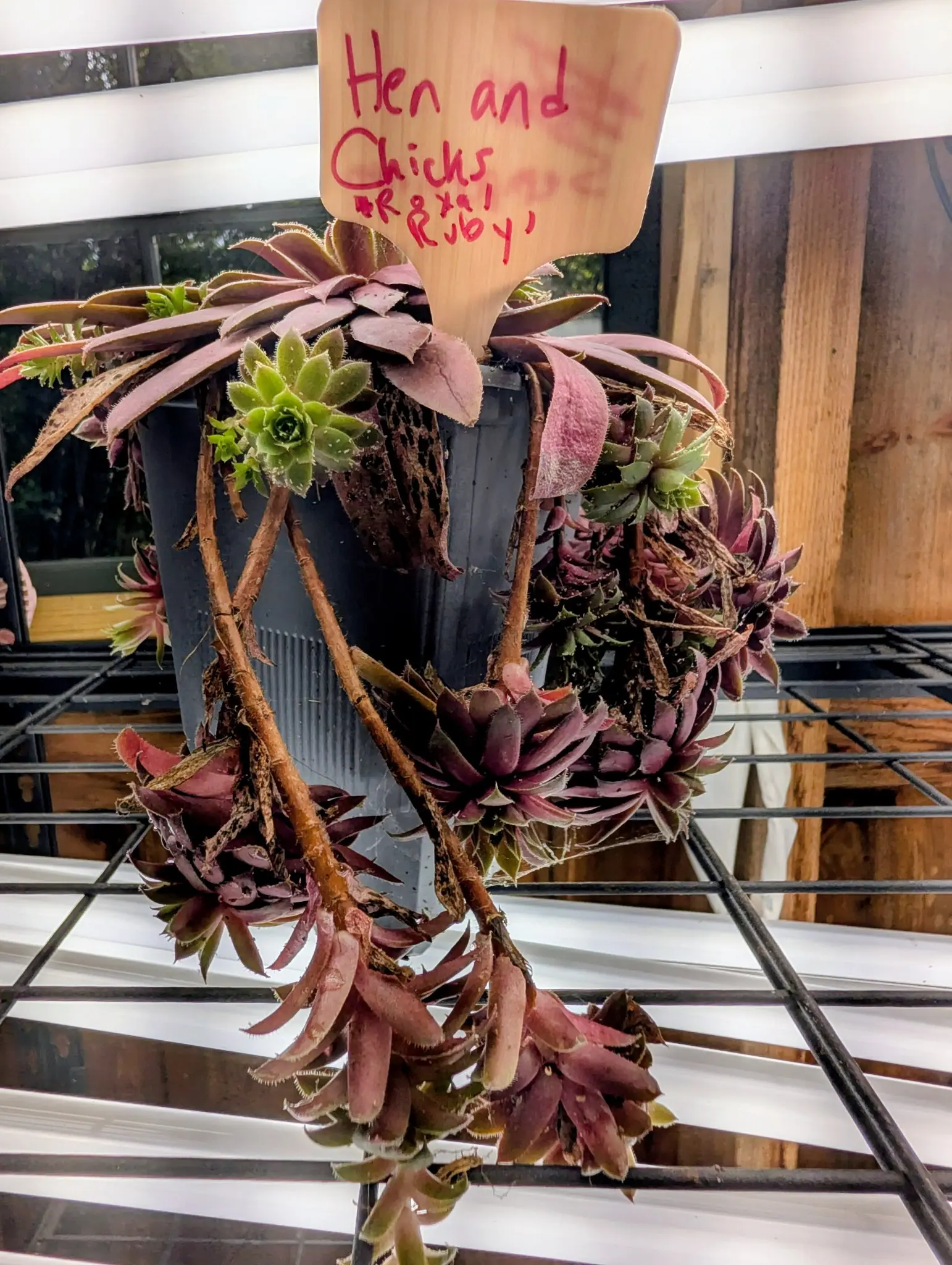 Sempervivum (Hens & Chicks), 27 August 2026
