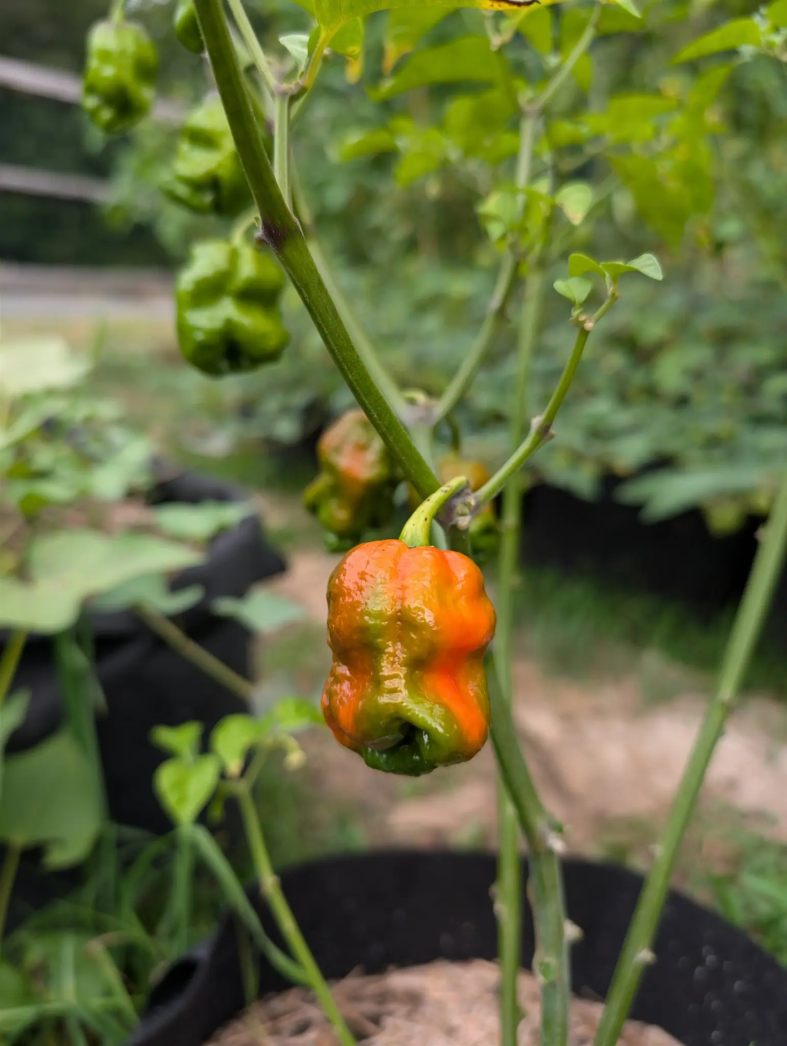 Peppers, 27 August 2026