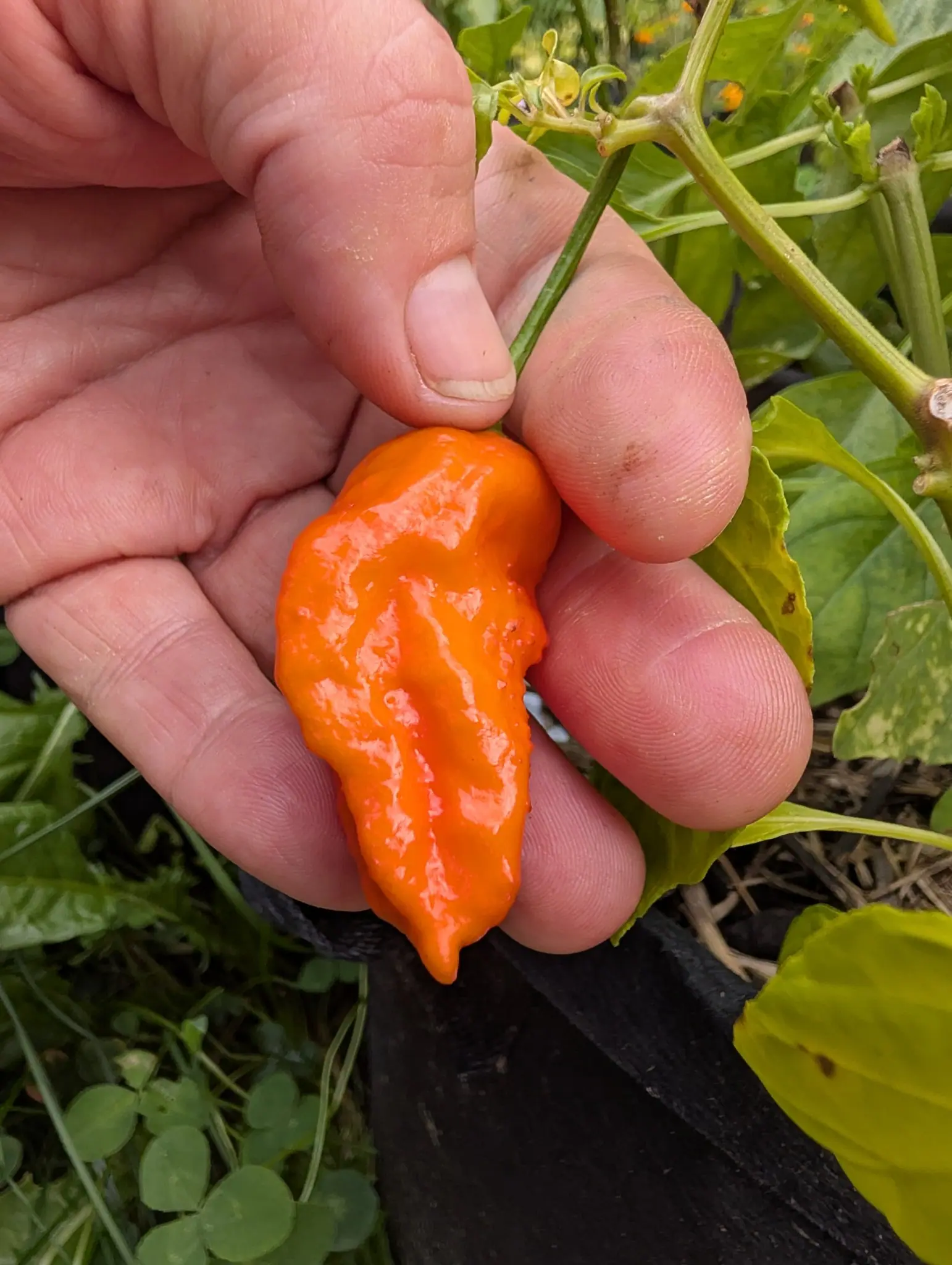 Peppers, 27 August 2026