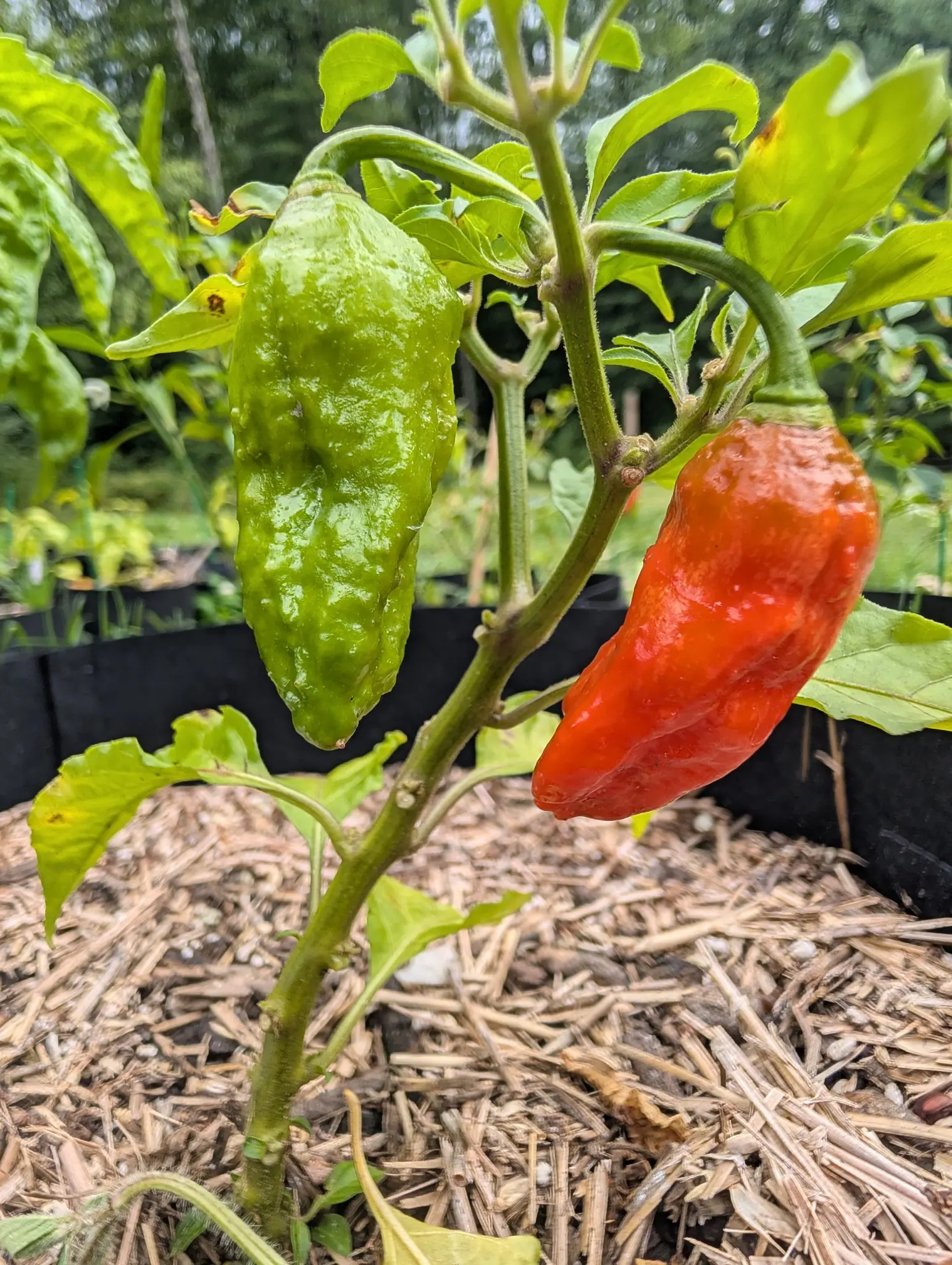 Peppers, 27 August 2026